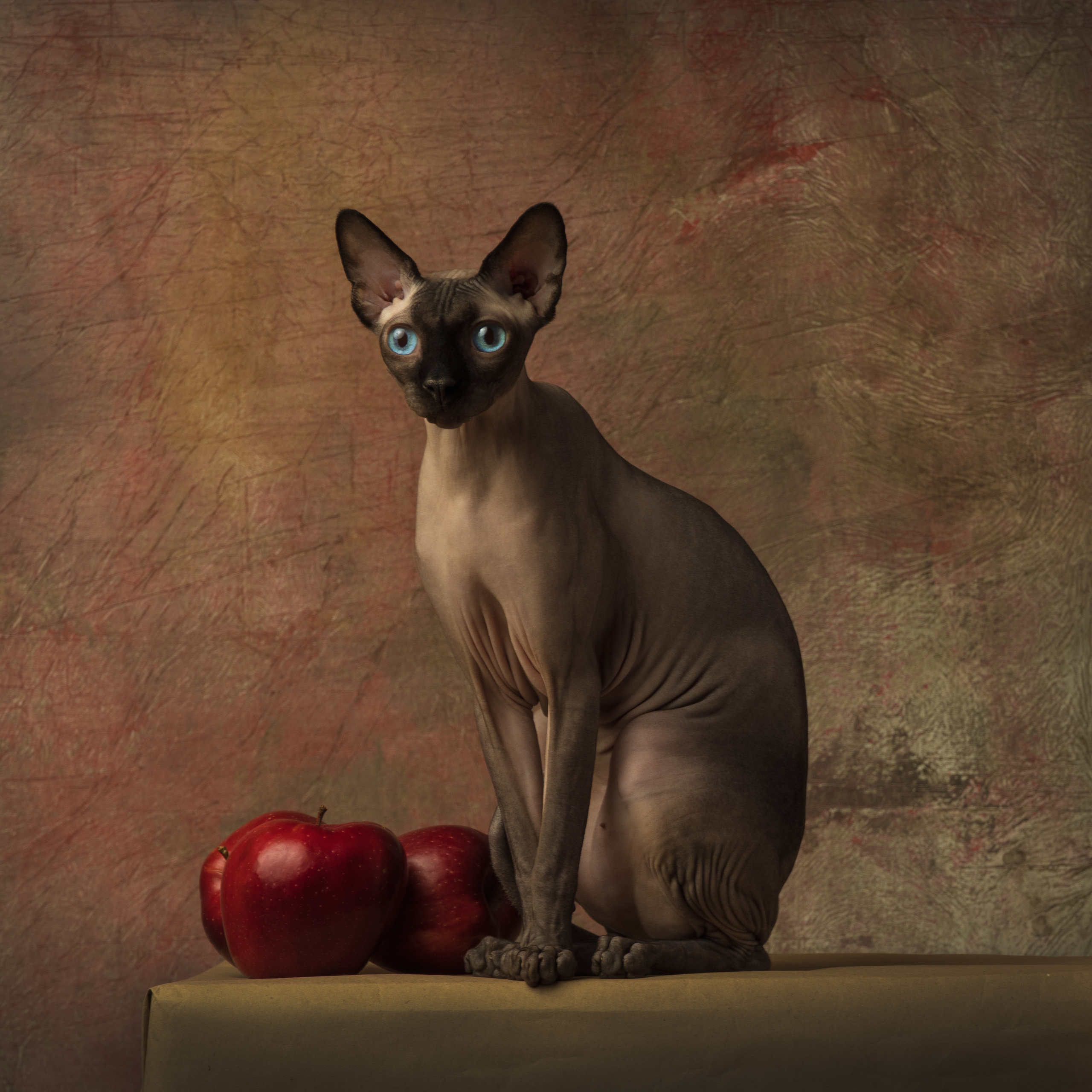 Дипломы. Савельева Ольга фотохудожник-портретист Москва