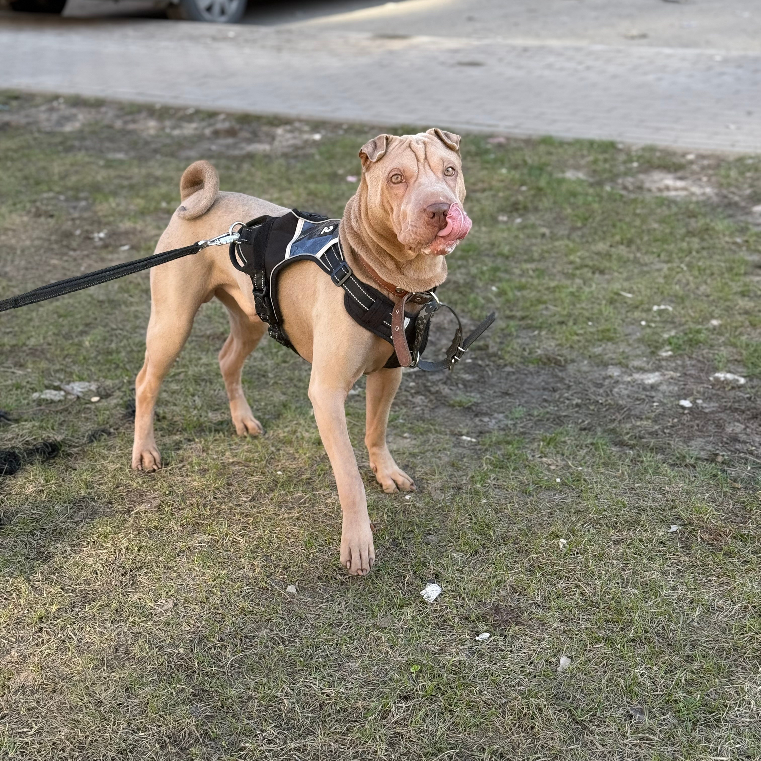 Отзывы. Питомник собак Иркутск