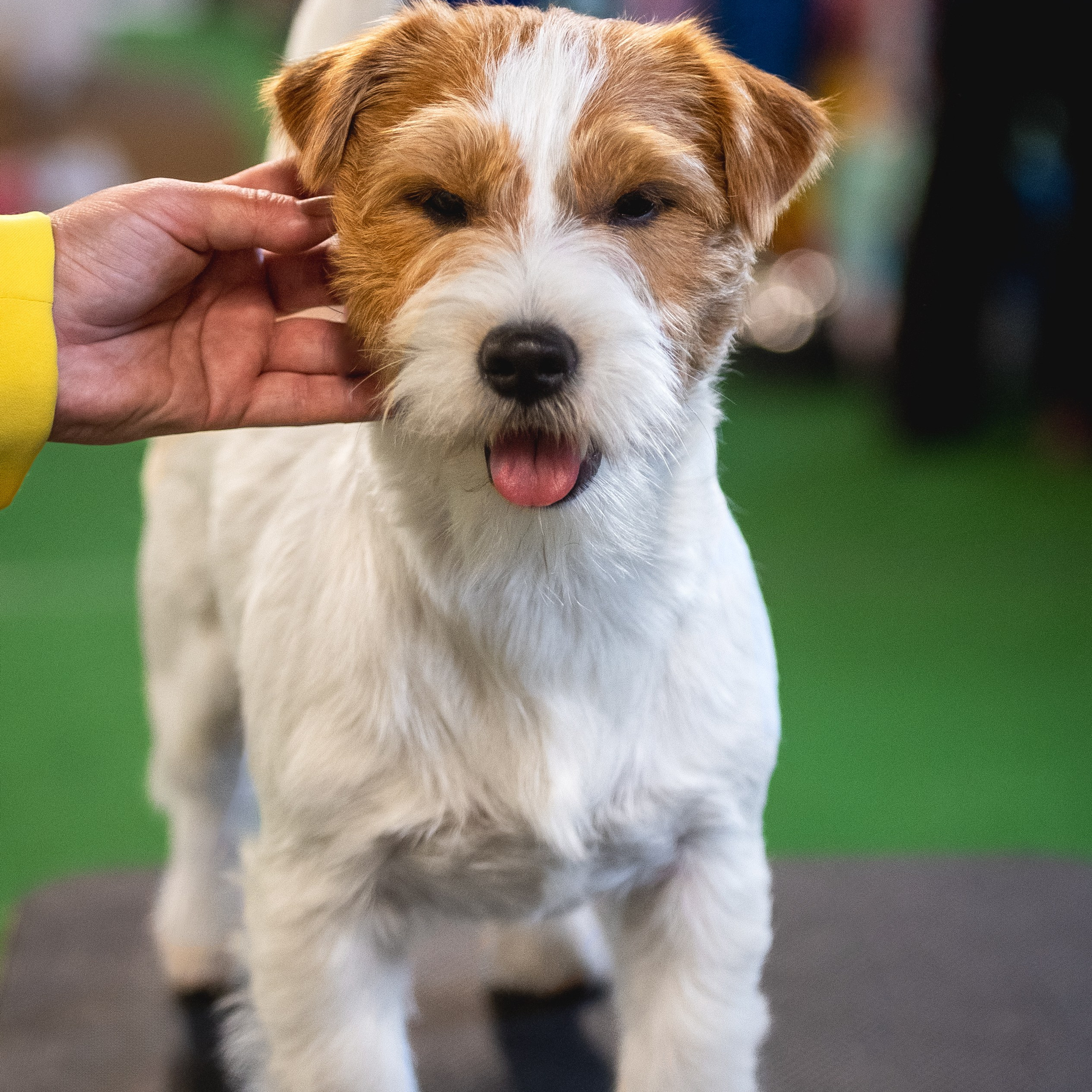 Отзывы. Фотограф в Санкт-Петербурге Вихтинский Николай