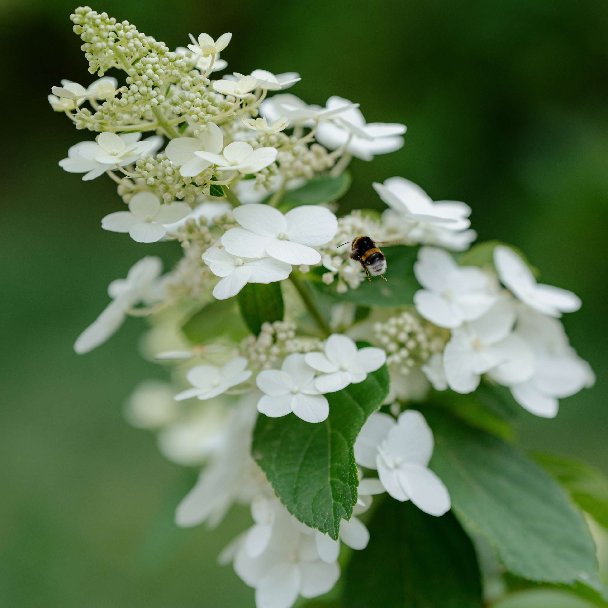 Свадебная съемка во дворце Мясникова. Фотограф Миланазавр