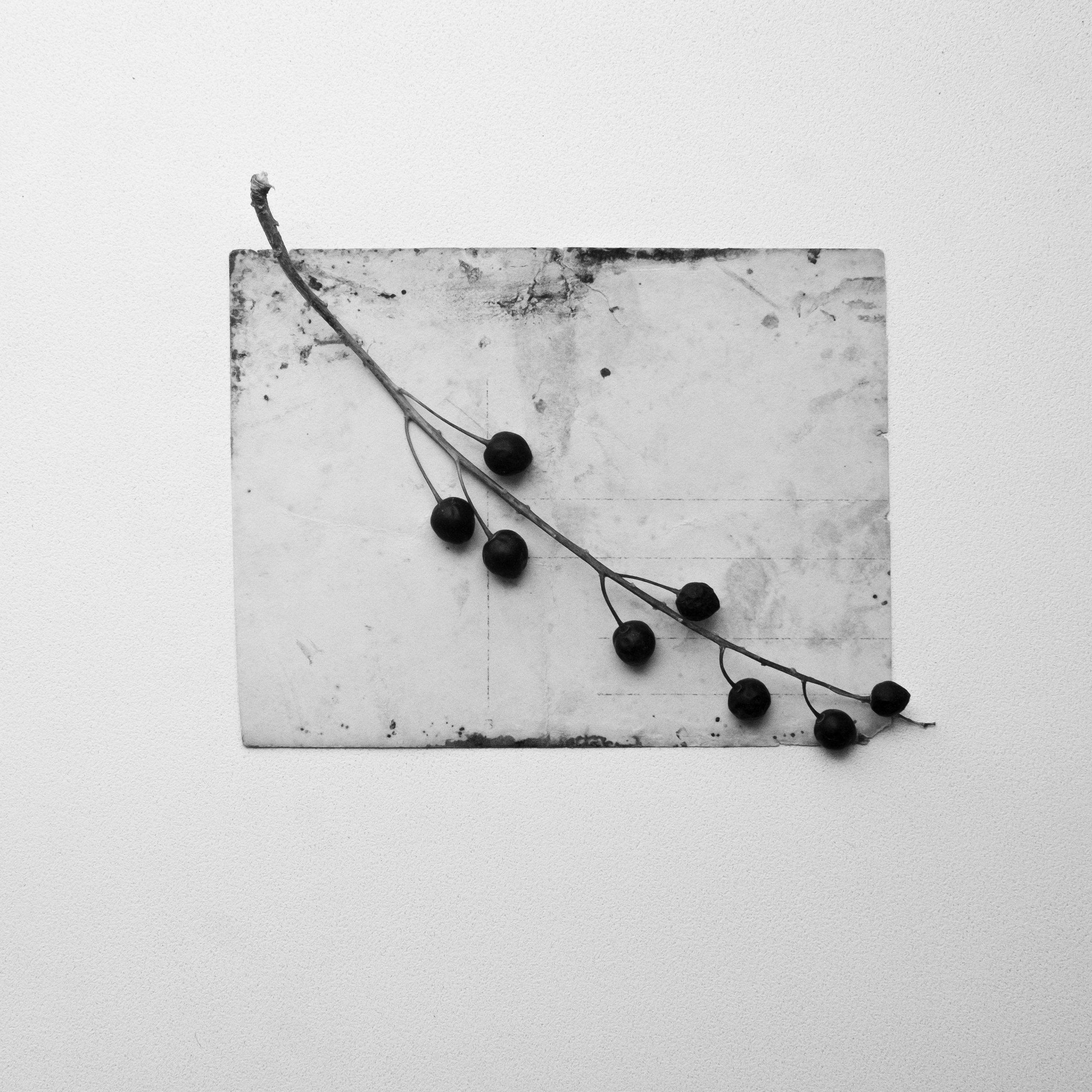 Эхо Черемухи (2022 — 2024)