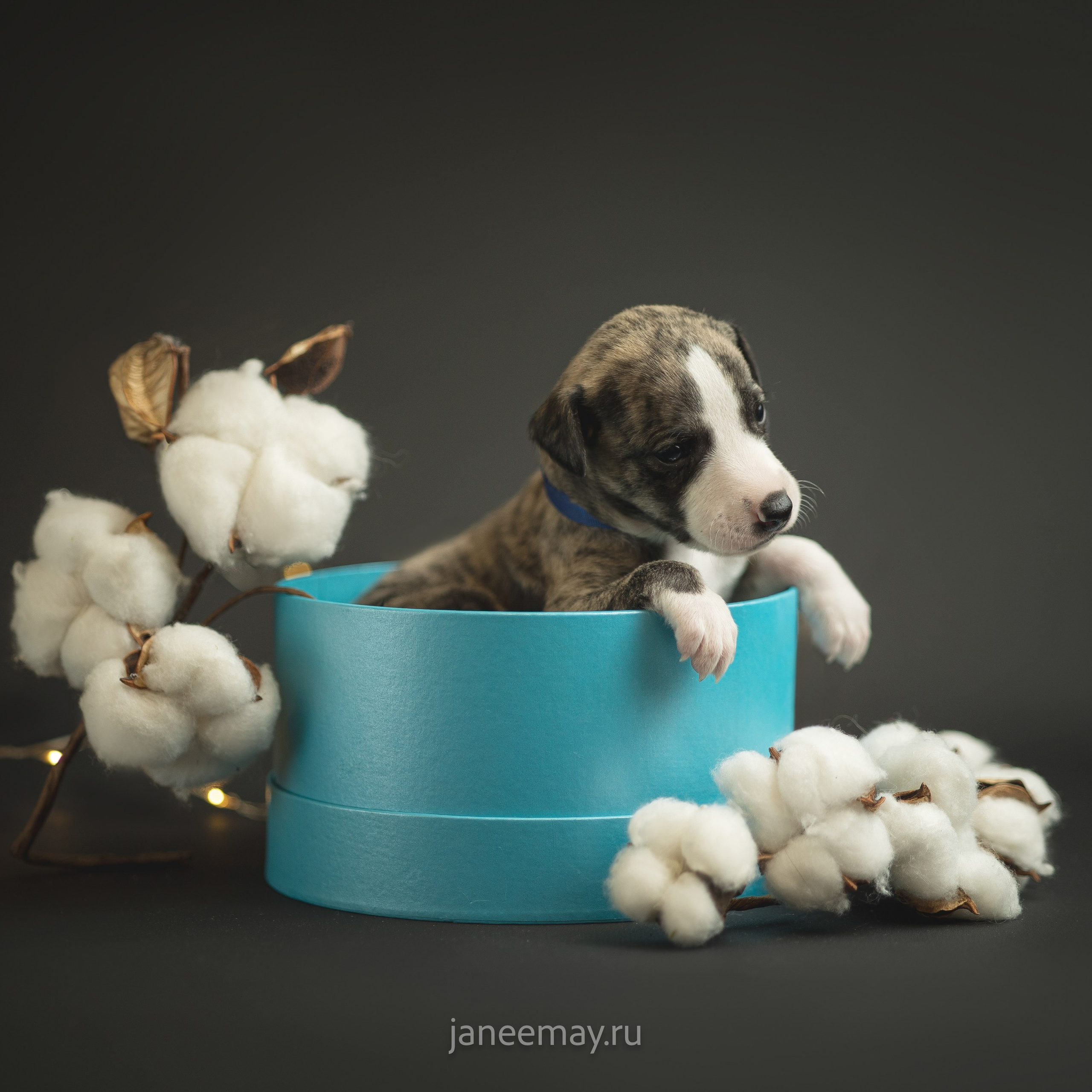 Малыши уиппеты Великбековых