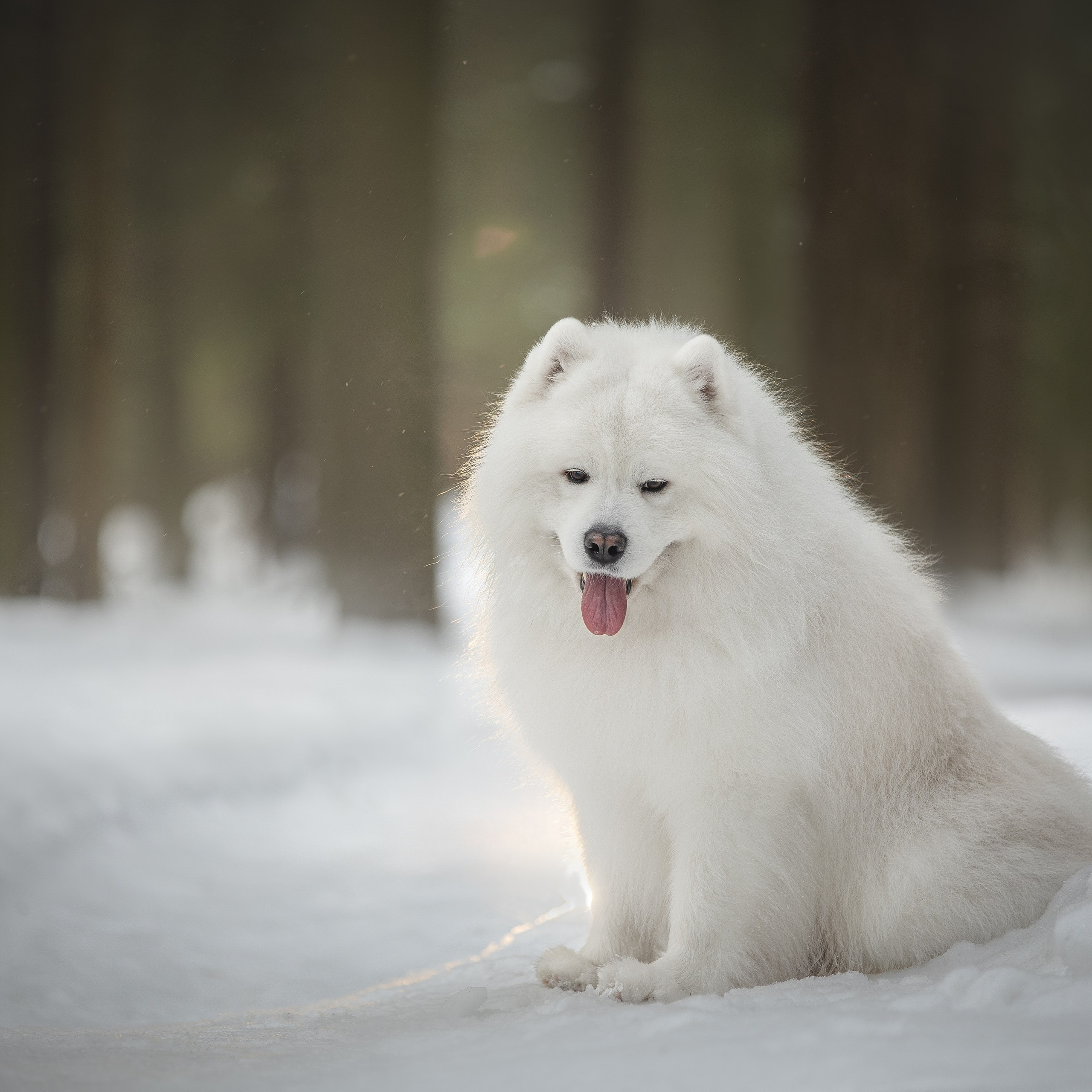 Самоедские мальчишки