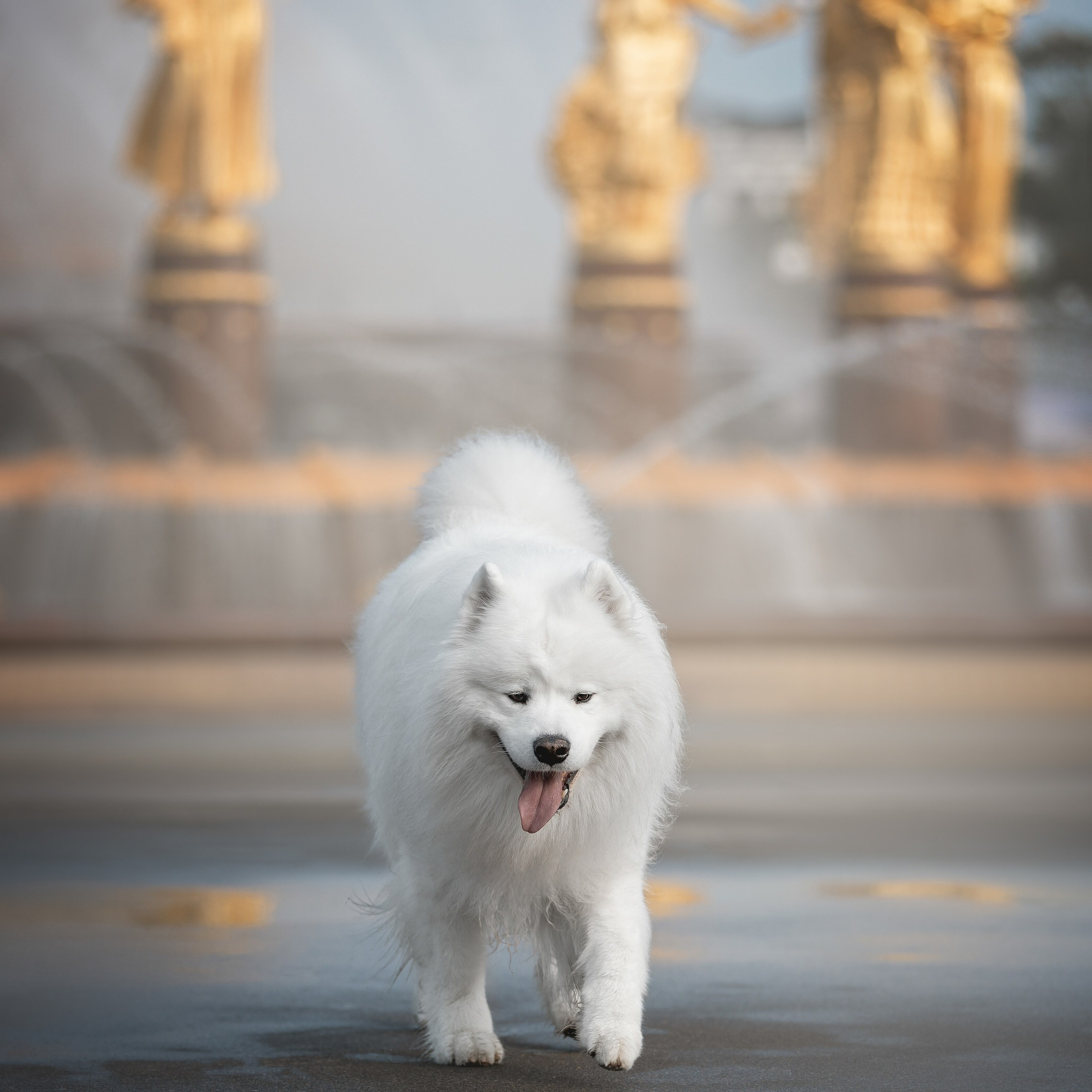 Дана, Никос, Теди и Люкс