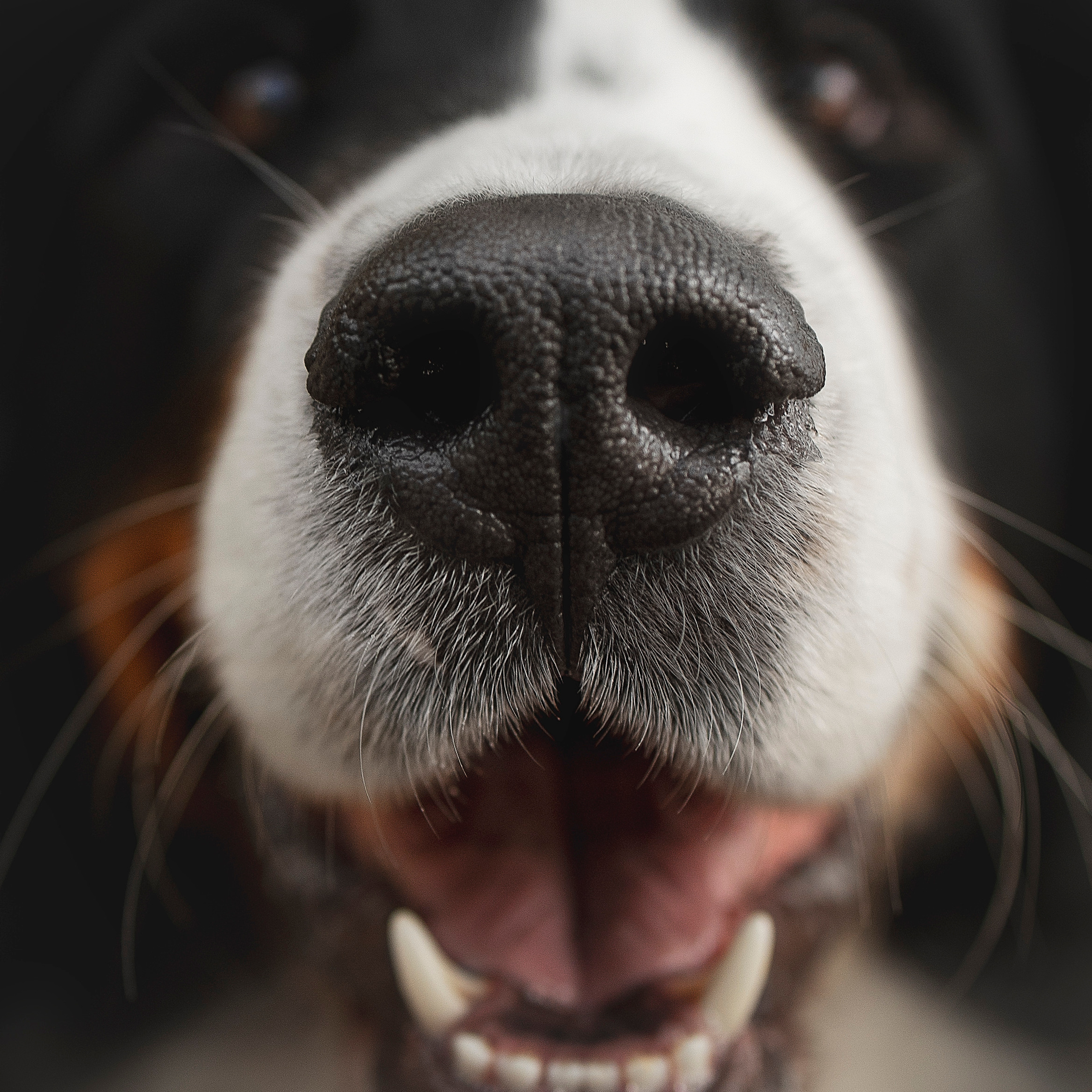 Ирина, Сергей и Твикси