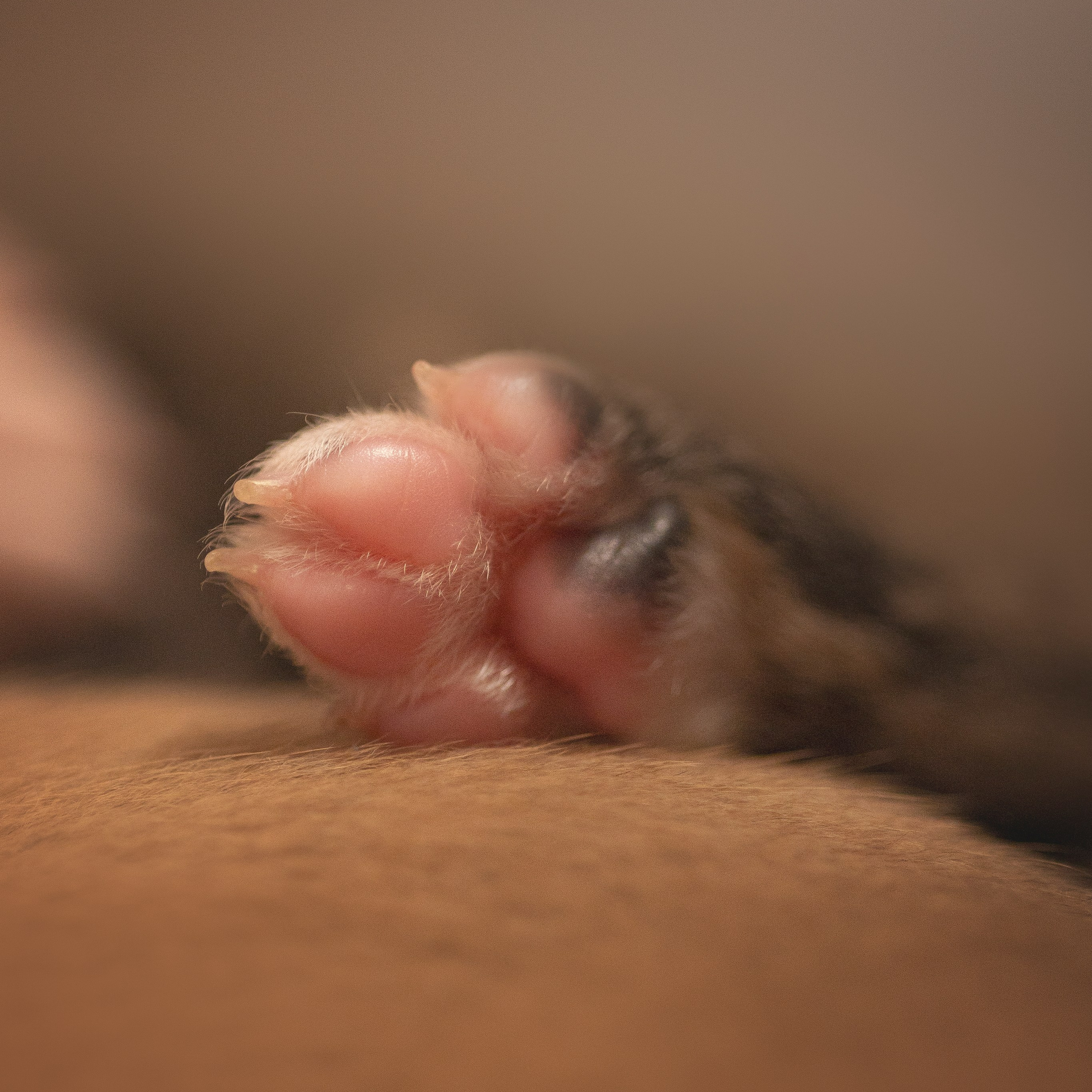 Отзывы о фотографе анималисте. Фотограф анималист в Москве Майорова Евгения