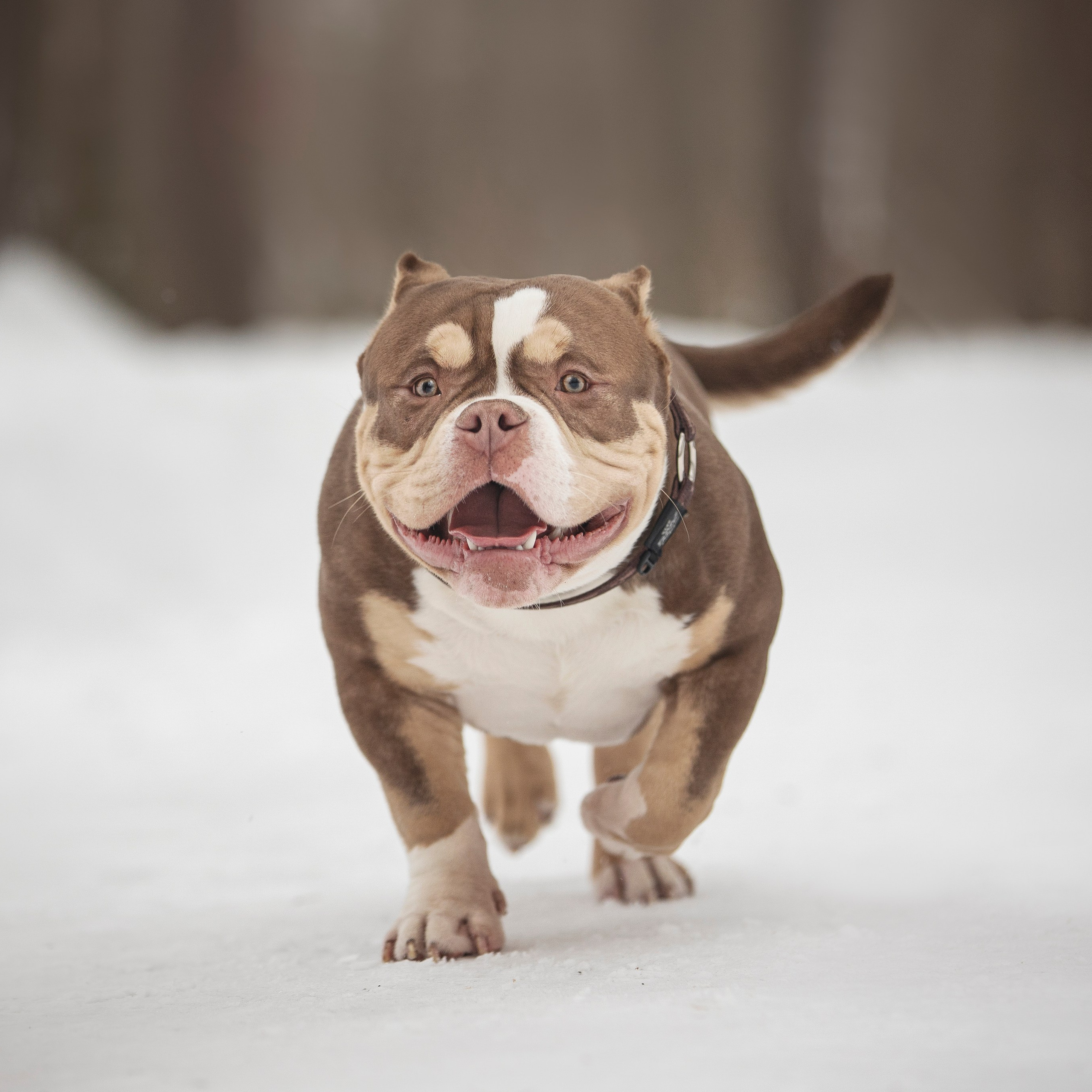 Американские булли