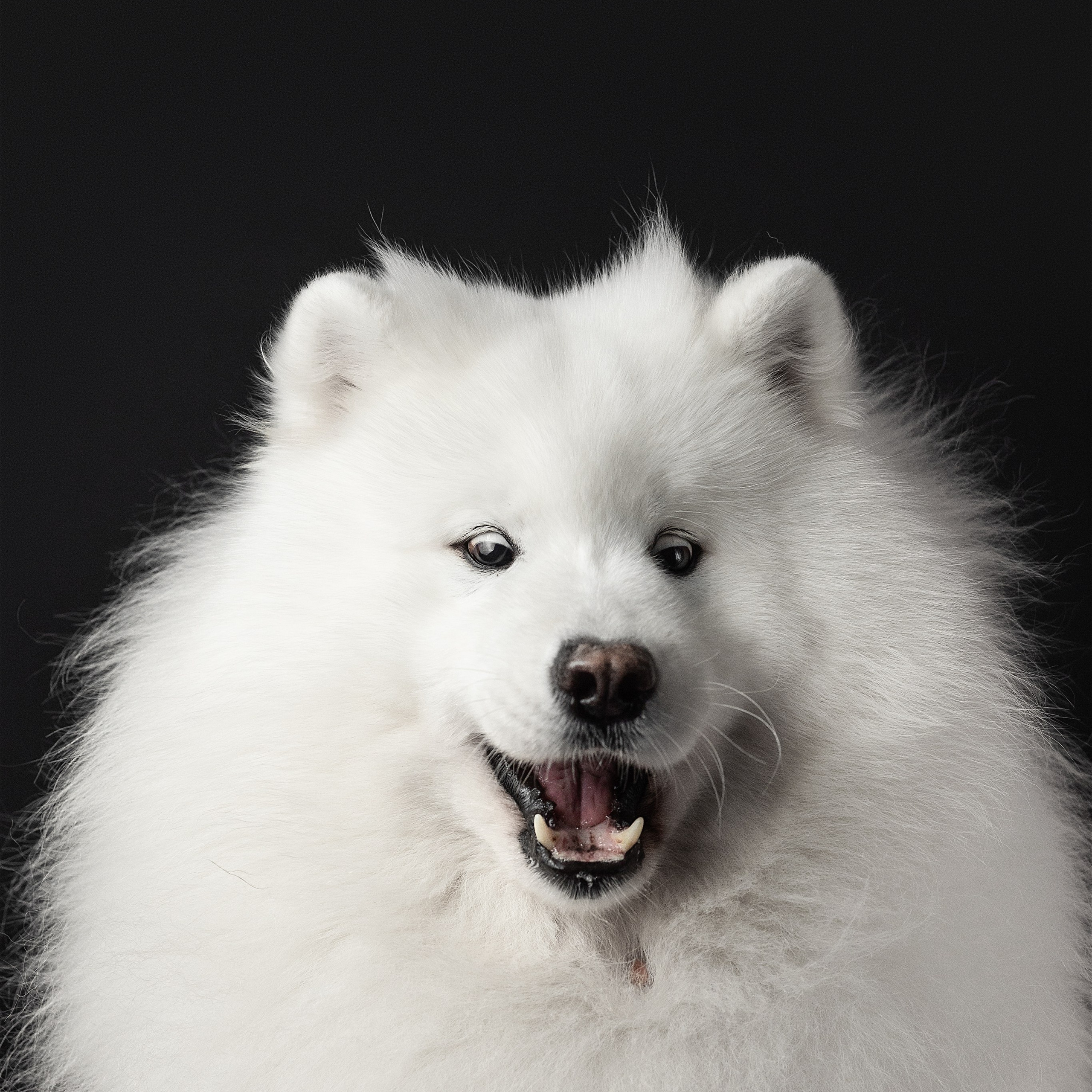 Студия, летающие вкусняшки