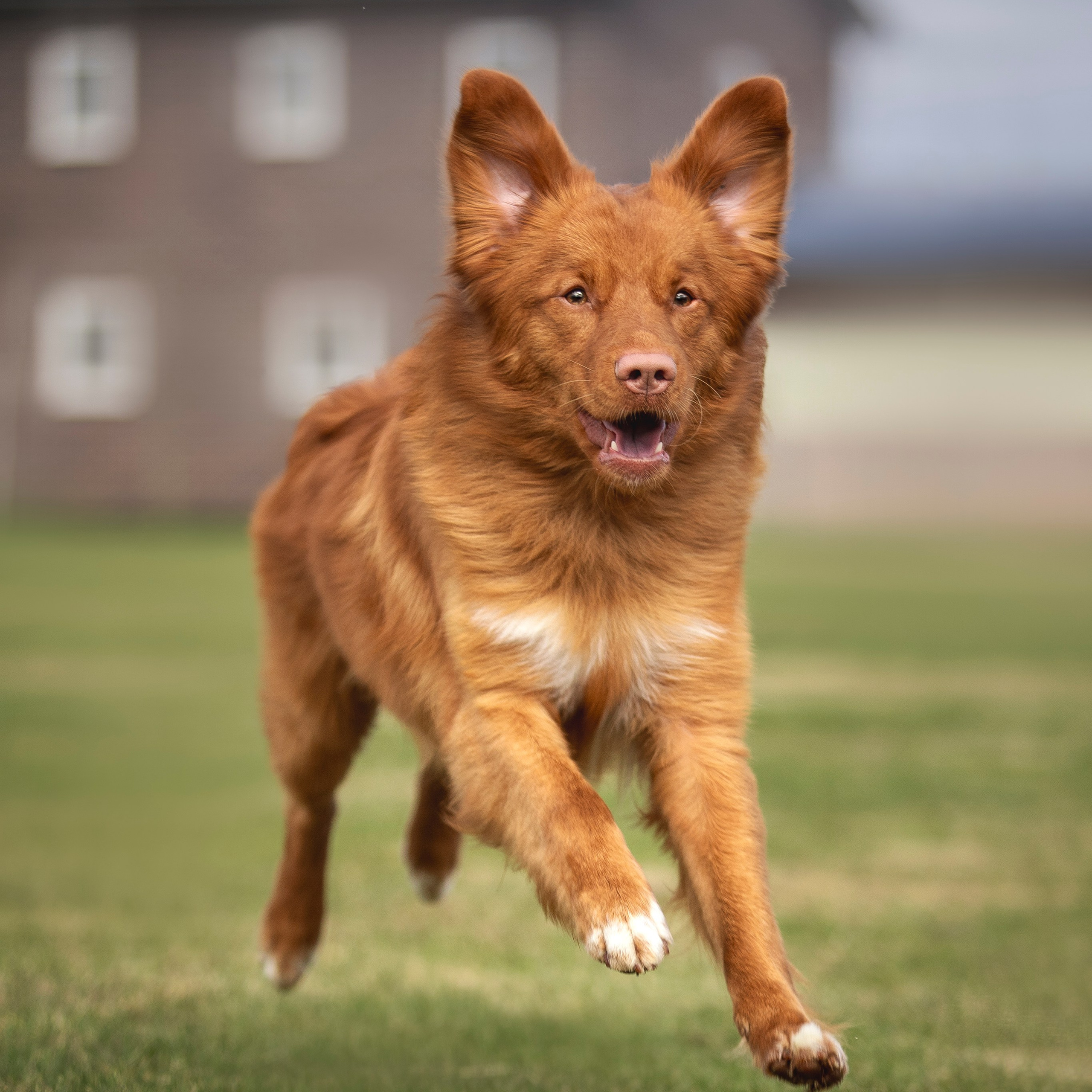 Толлер Орландо (Выставка)