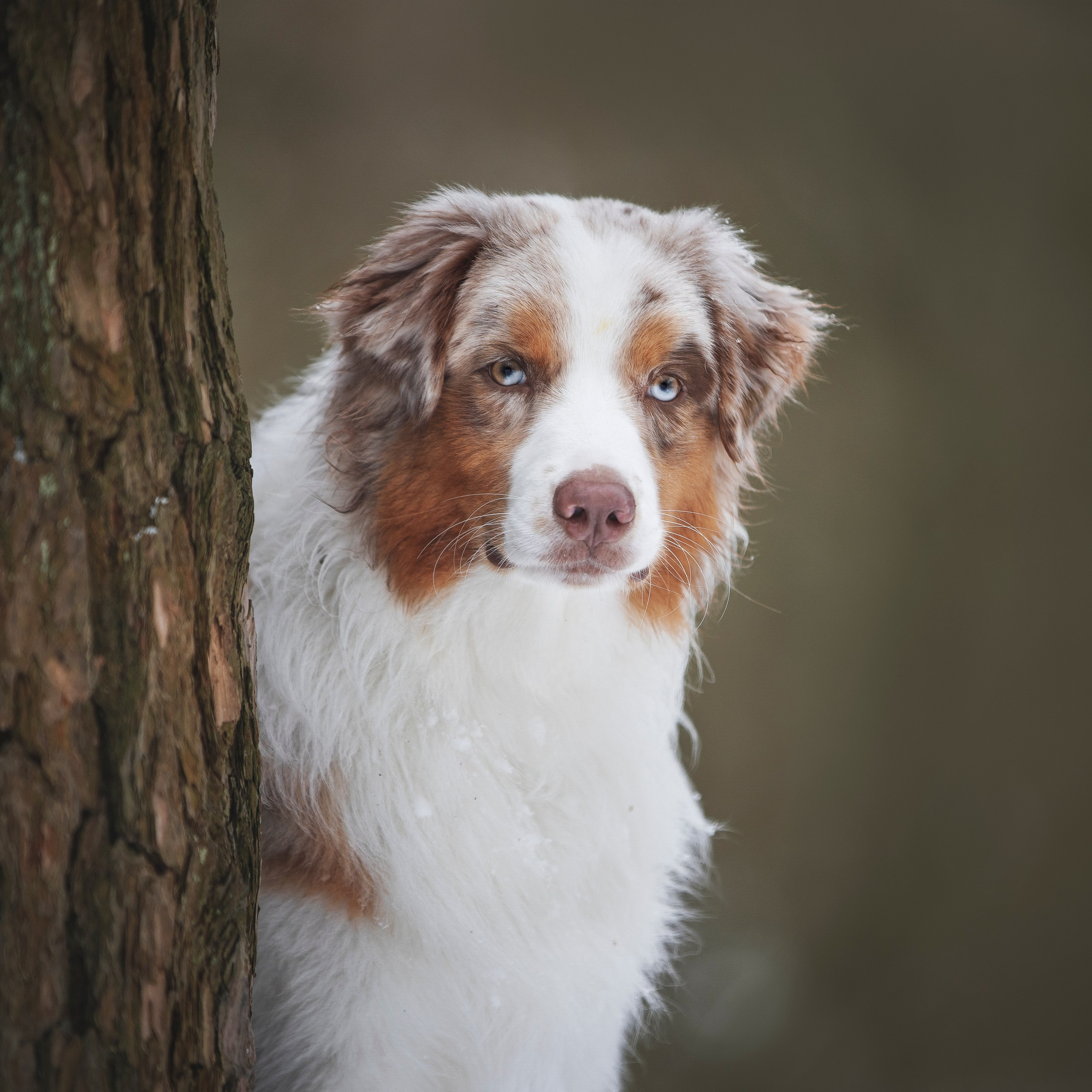 Дария, Макс, Сезам и Чили