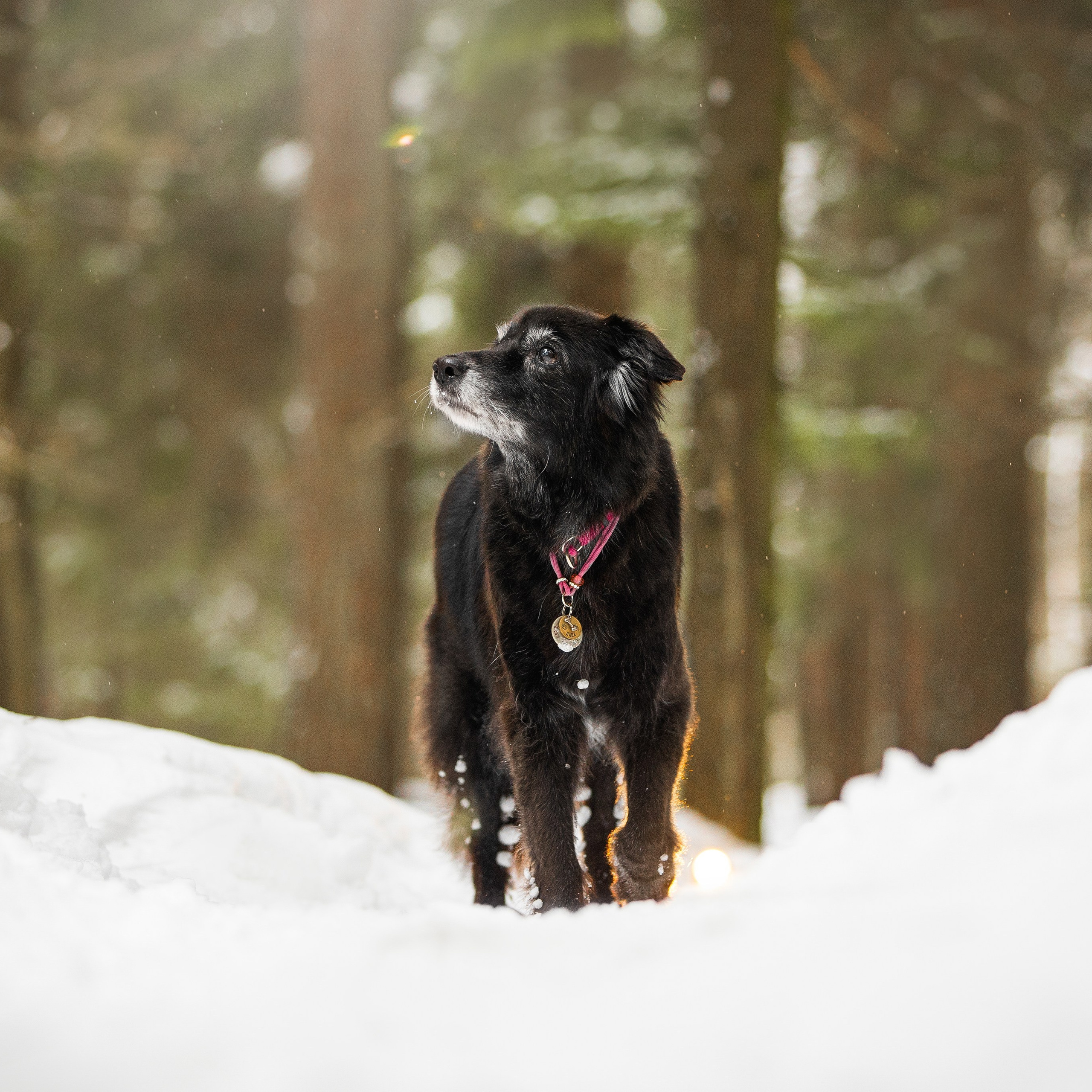 Валя, Варя и Лада