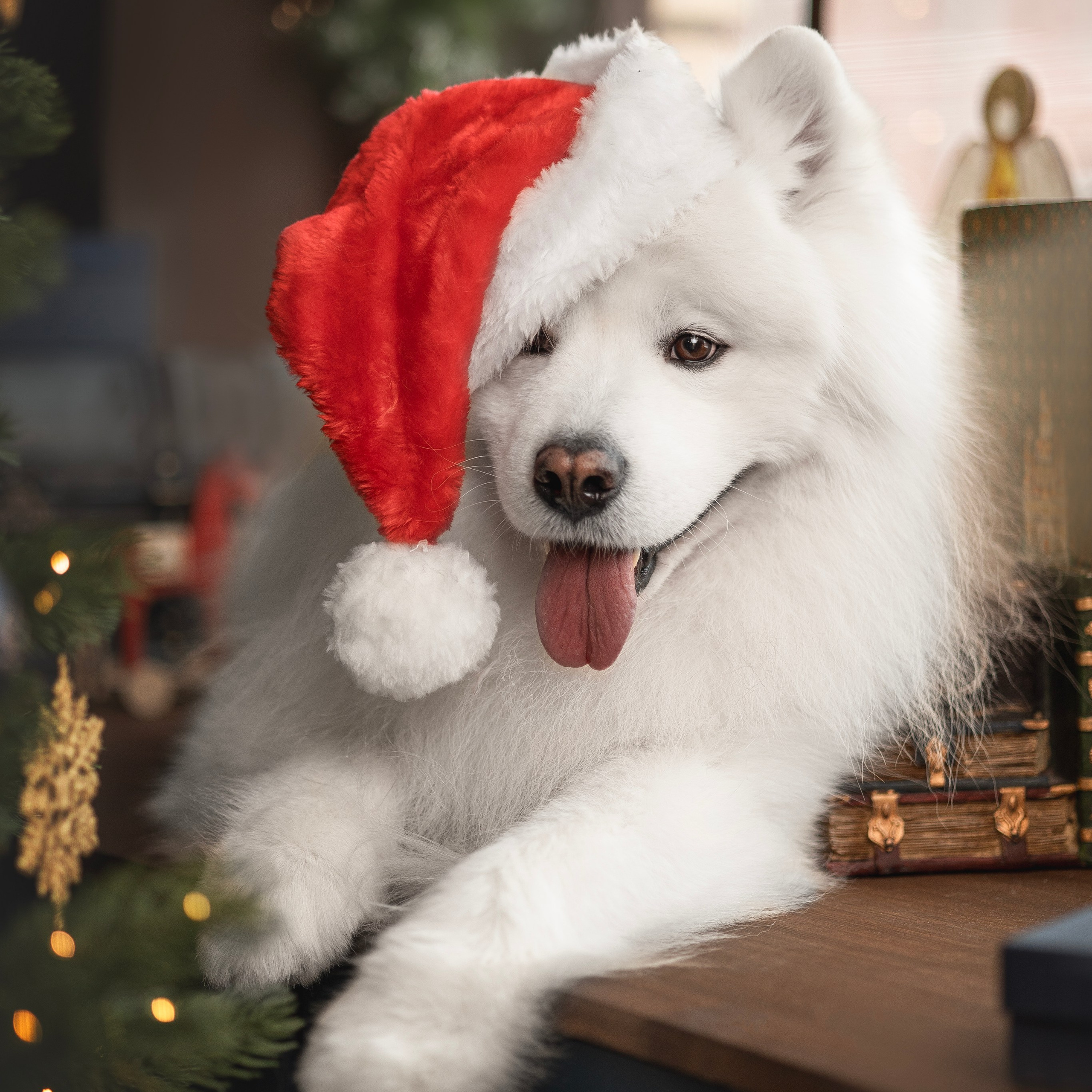 Пушистые самоедские драконы в студии