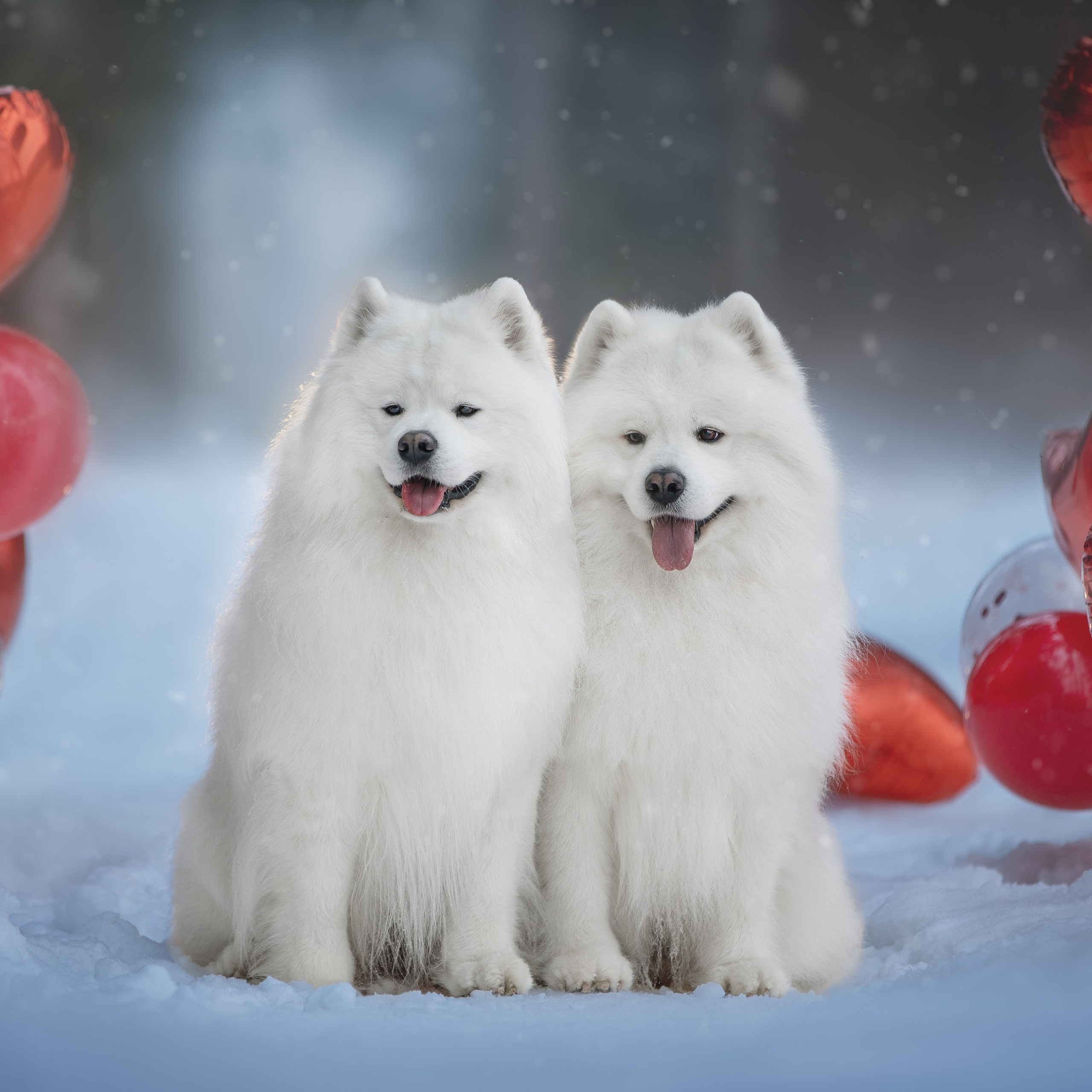 Отзывы о фотографе анималисте. Фотограф анималист в Москве Майорова Евгения