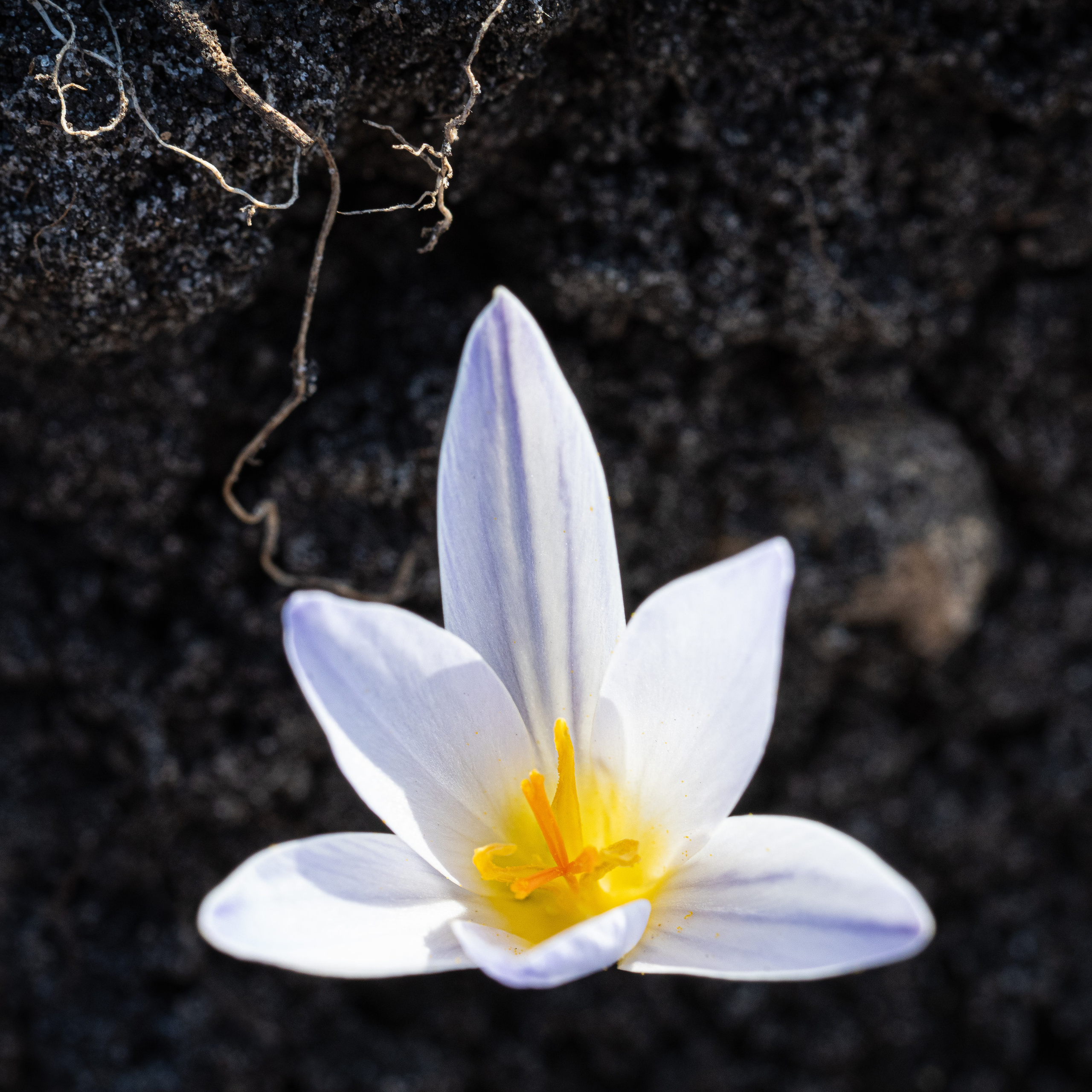 Цветы, макро