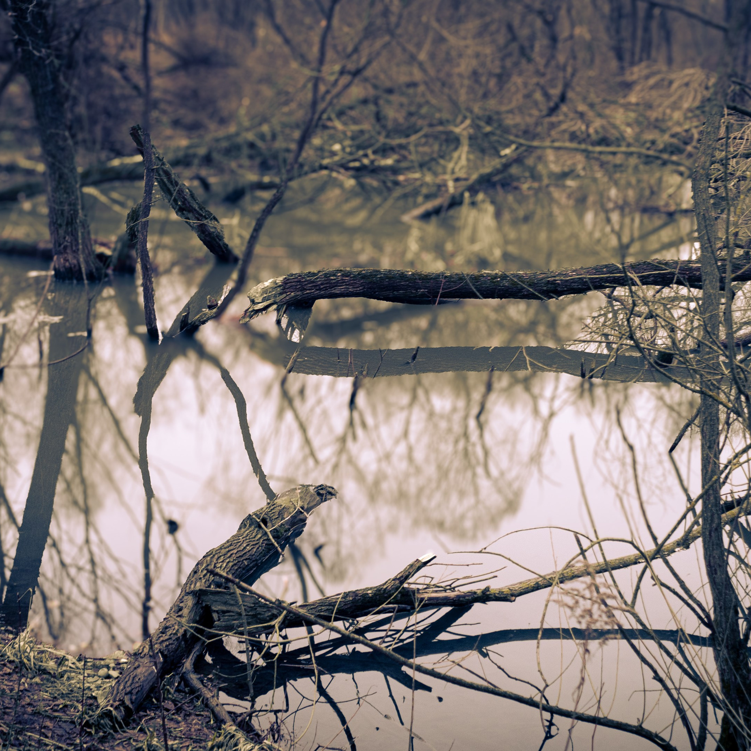 Сырость января 25-го