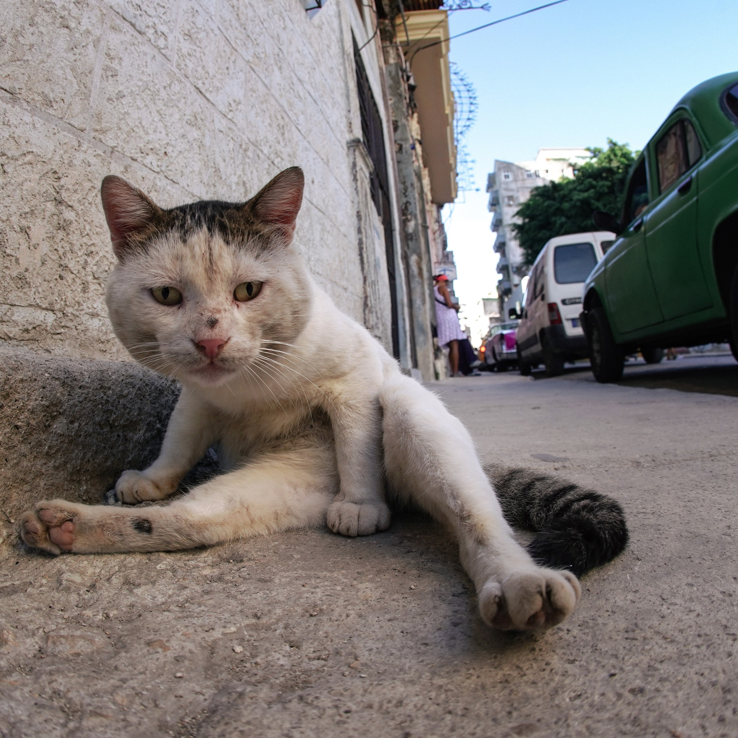 Кот шпедингера