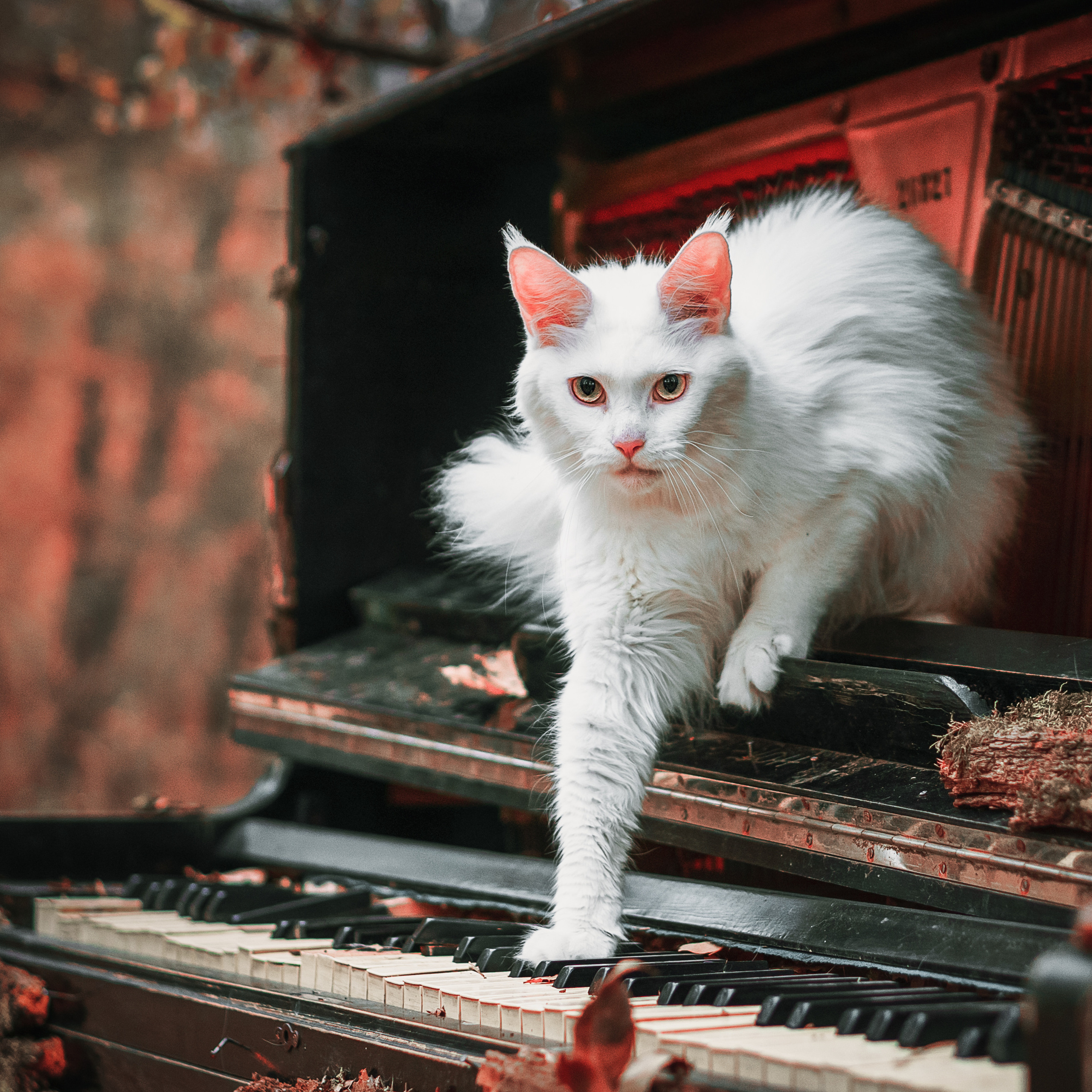 Контент с животными