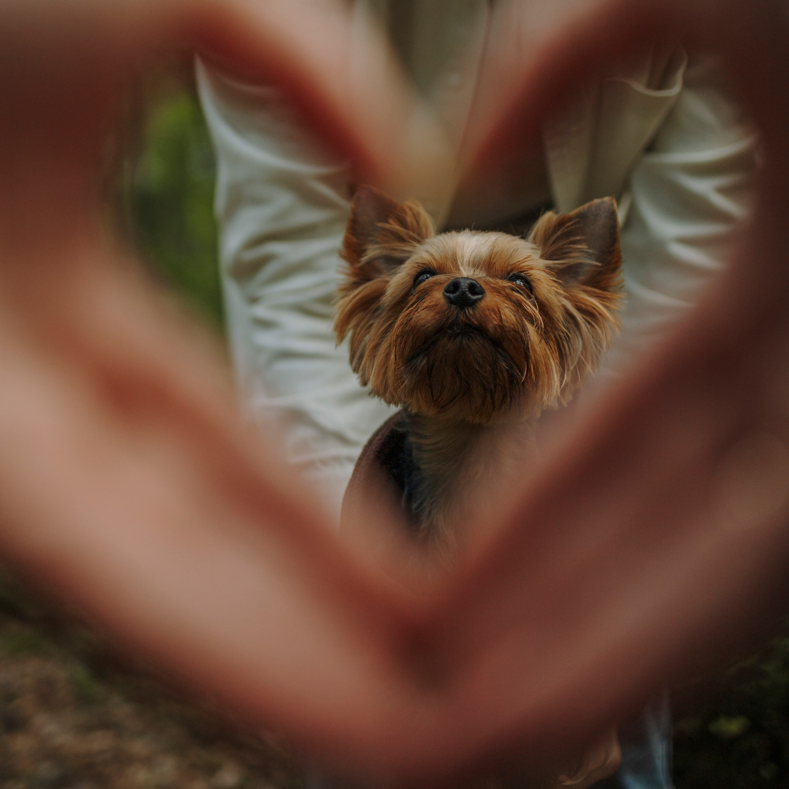 Отзывы. Фотограф-анималист в Санкт-Петеребурге Титова Алиса