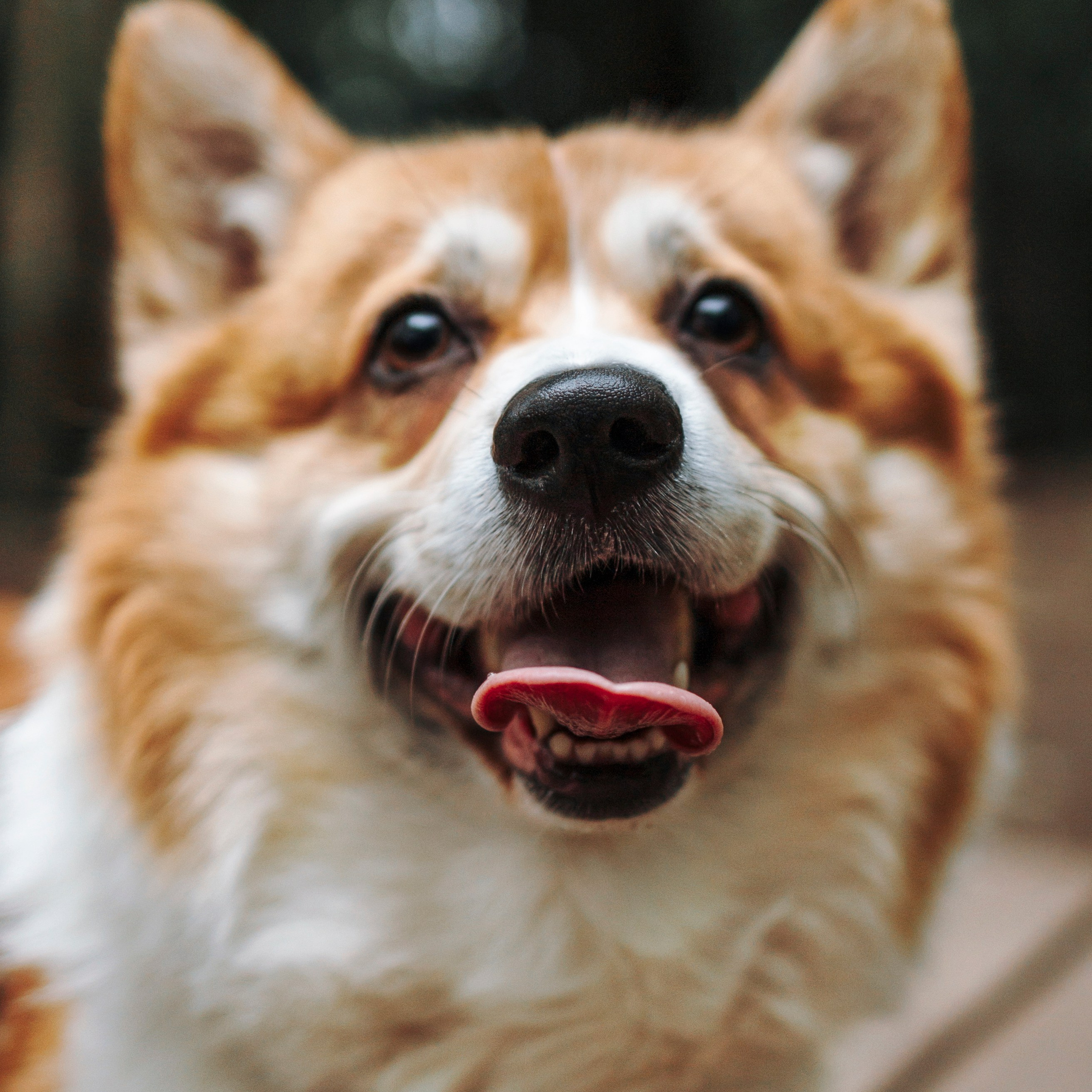 Отзывы. Фотограф-анималист в Санкт-Петеребурге Титова Алиса