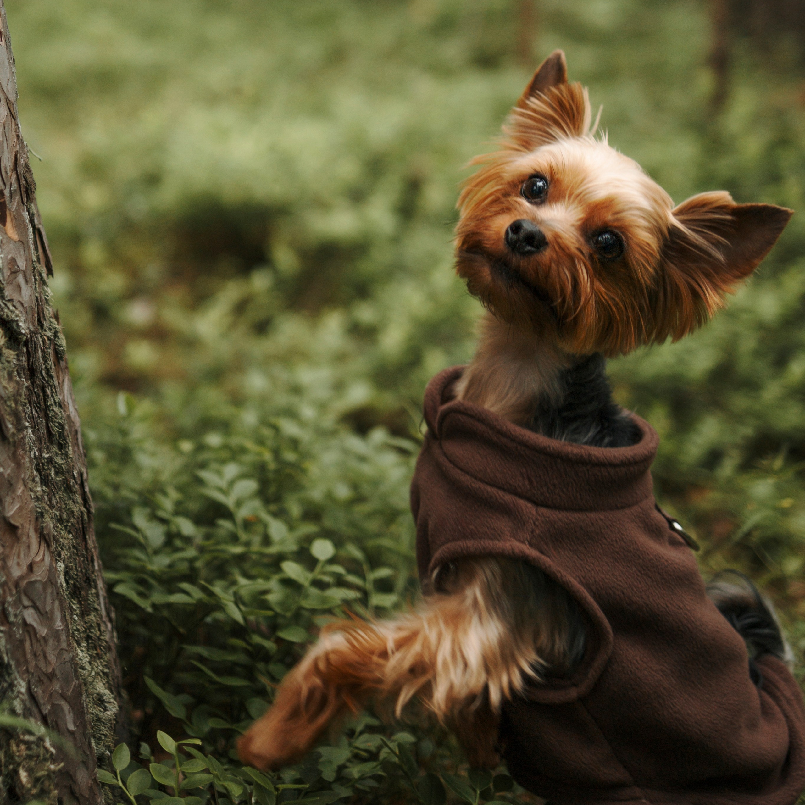 день из жизни Чуи и его семьи