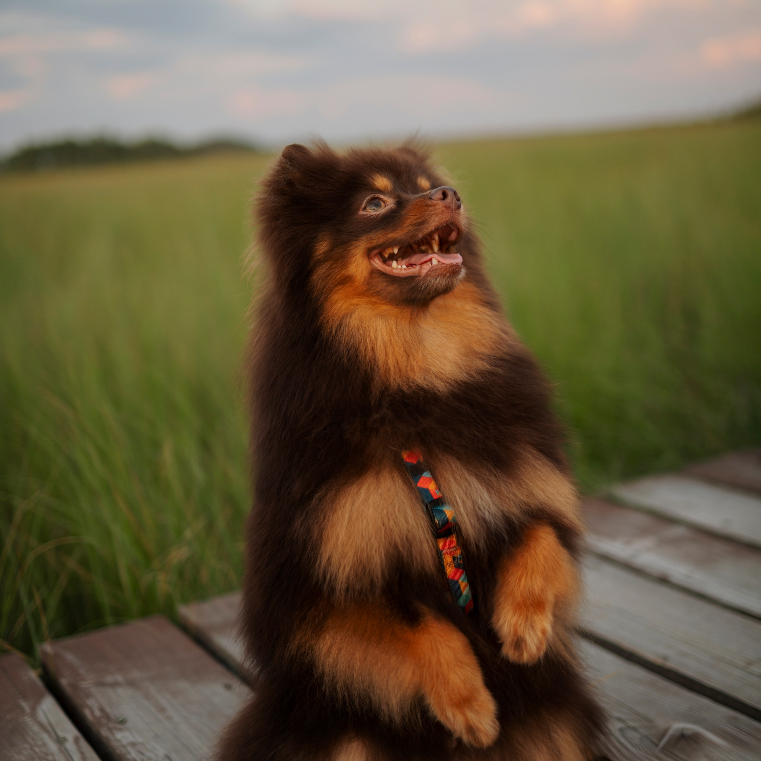 Сапфир и его семья