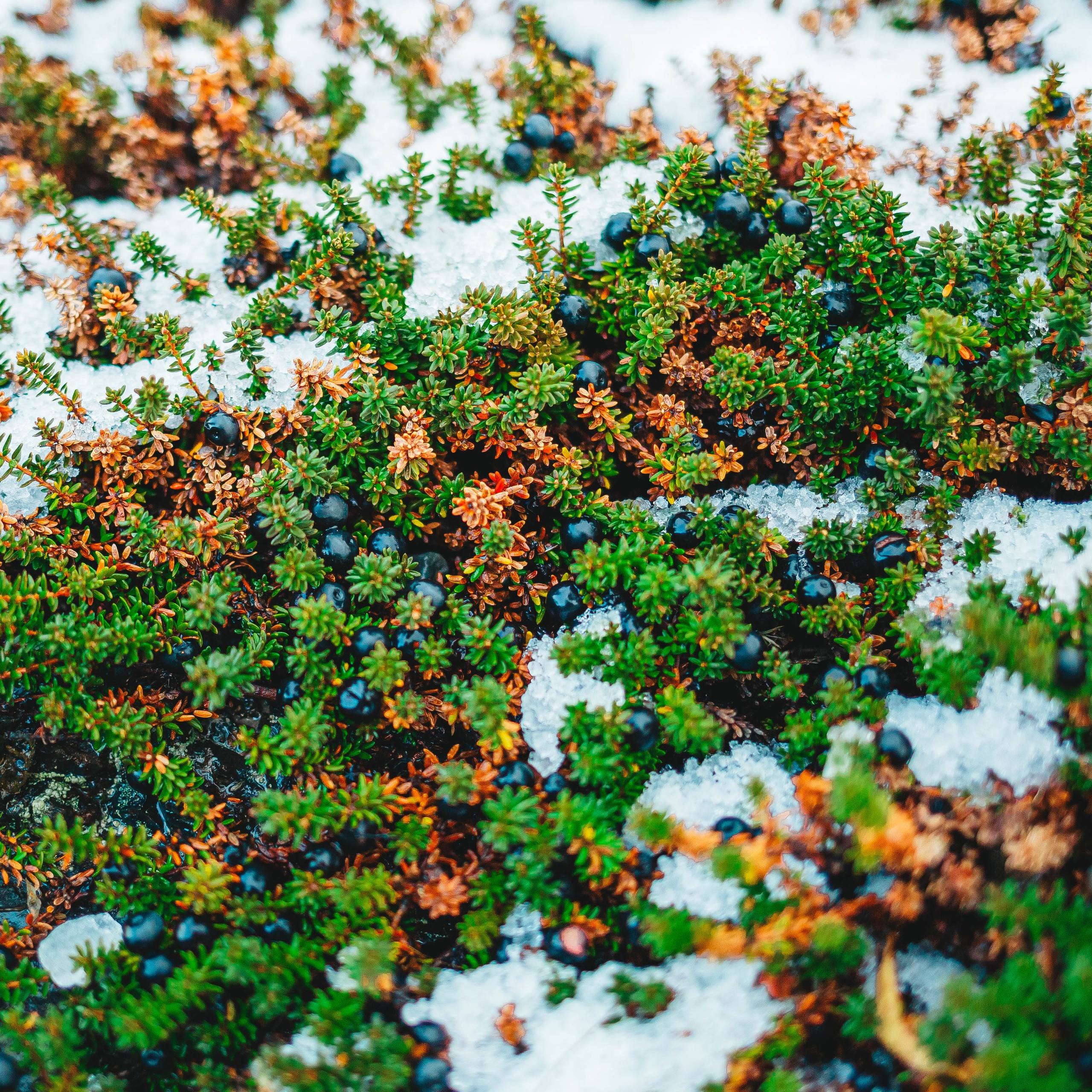 Тундра. Фотограф в Москве и на зимнем Байкале