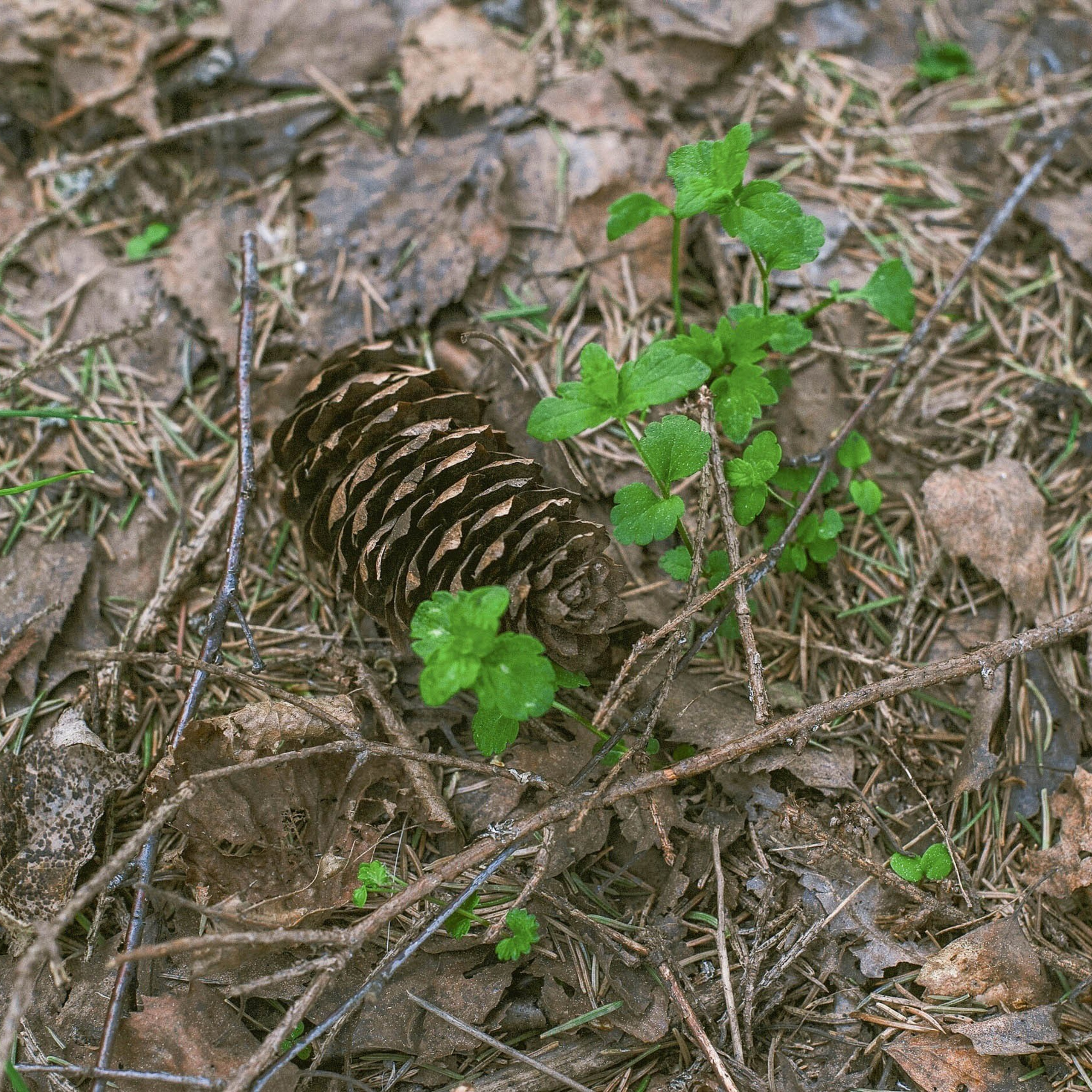 Сказка в лесу (май 2018). ФОТОГРАФ ОКСАНА БРЭДШОУ