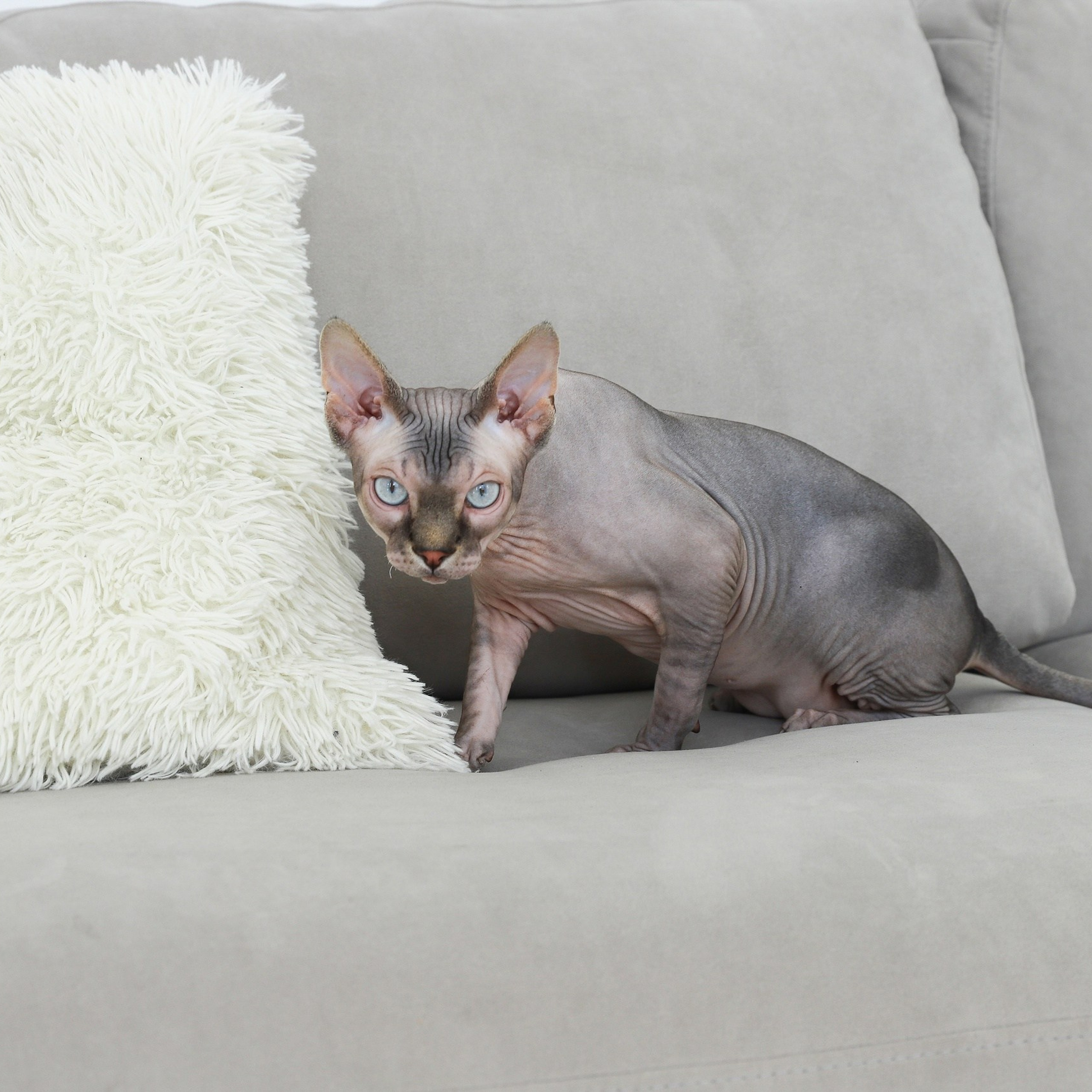 Лежак для кошек. ФОТОГРАФ ОКСАНА БРЭДШОУ