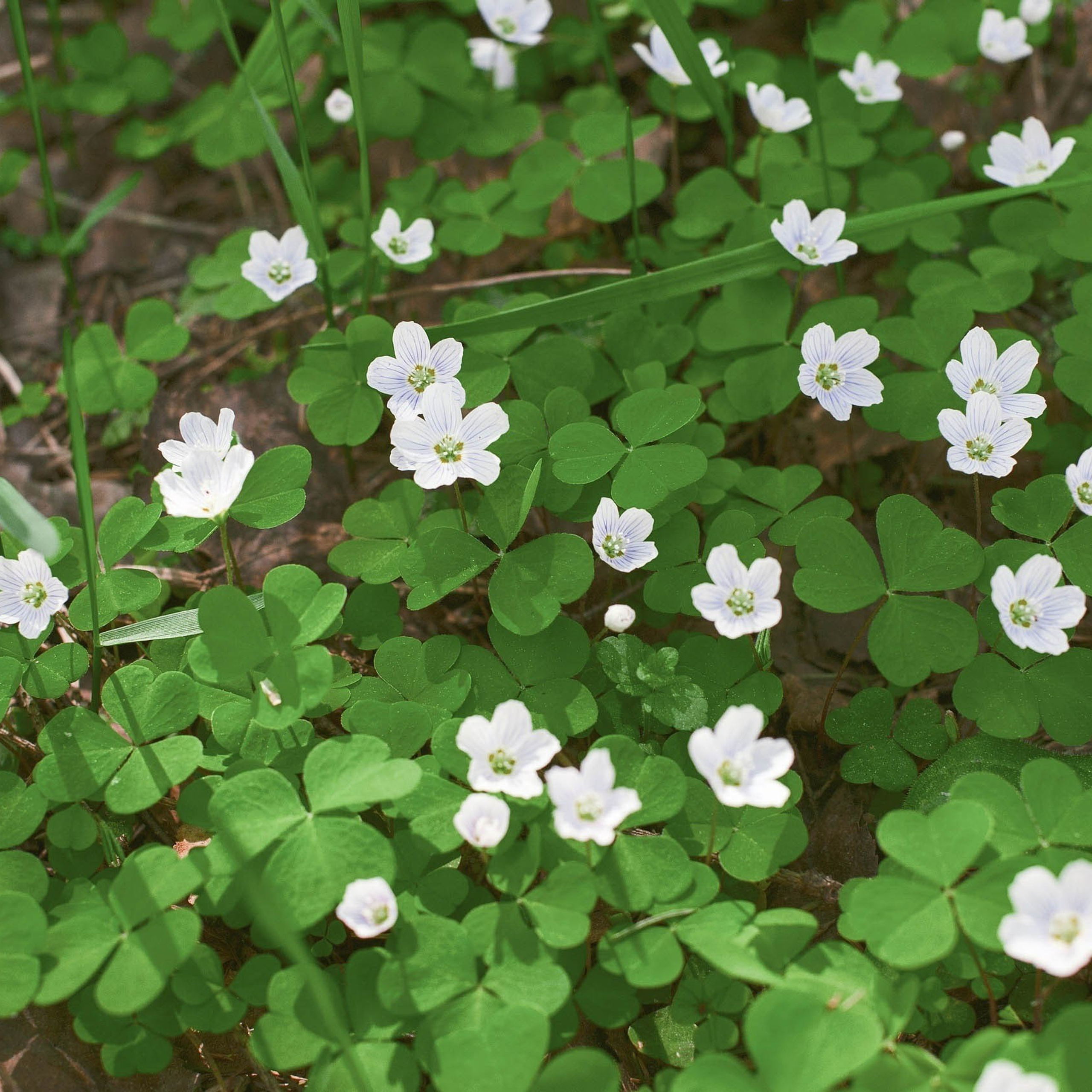 Сказка в лесу (май 2018). ФОТОГРАФ ОКСАНА БРЭДШОУ
