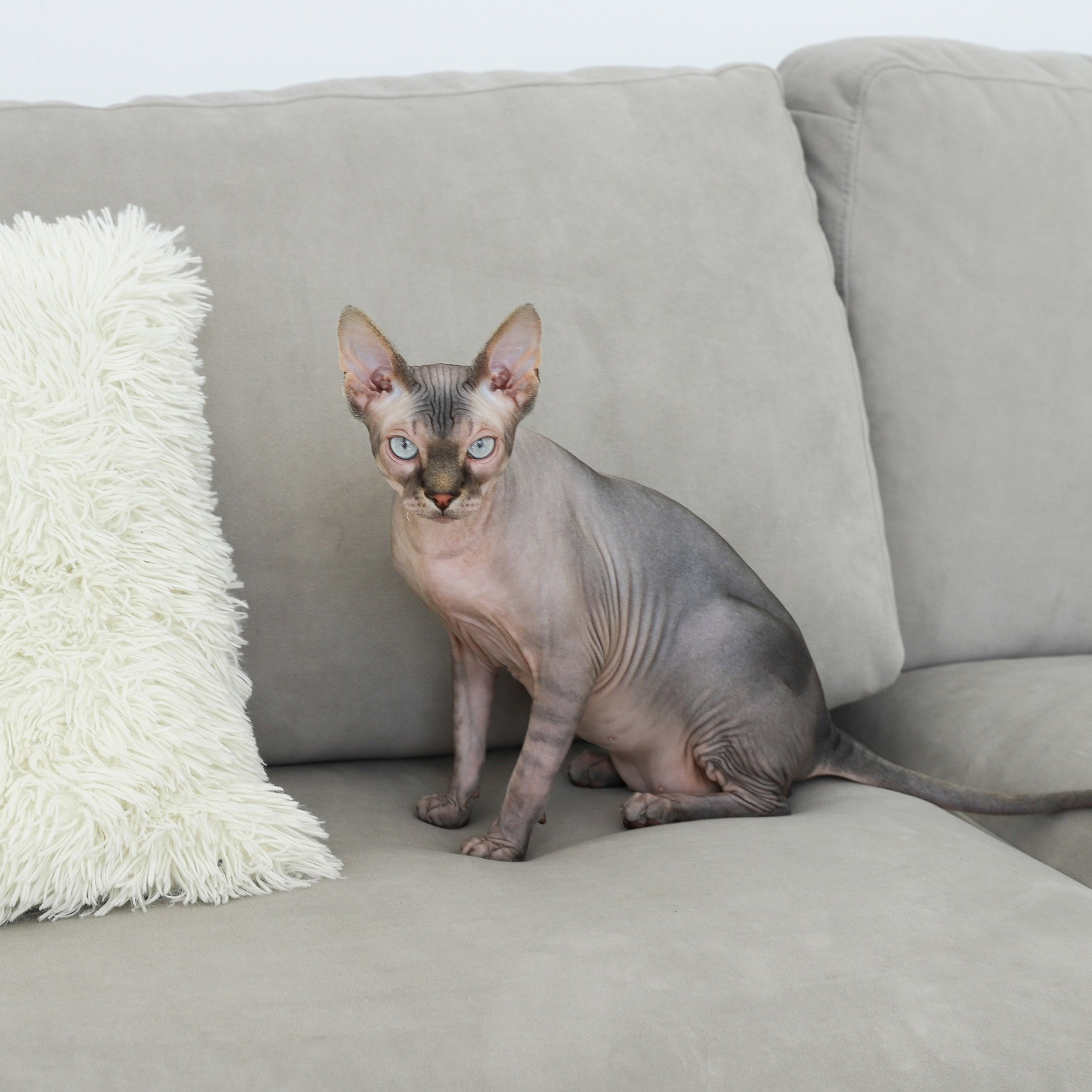 Лежак для кошек. ФОТОГРАФ ОКСАНА БРЭДШОУ