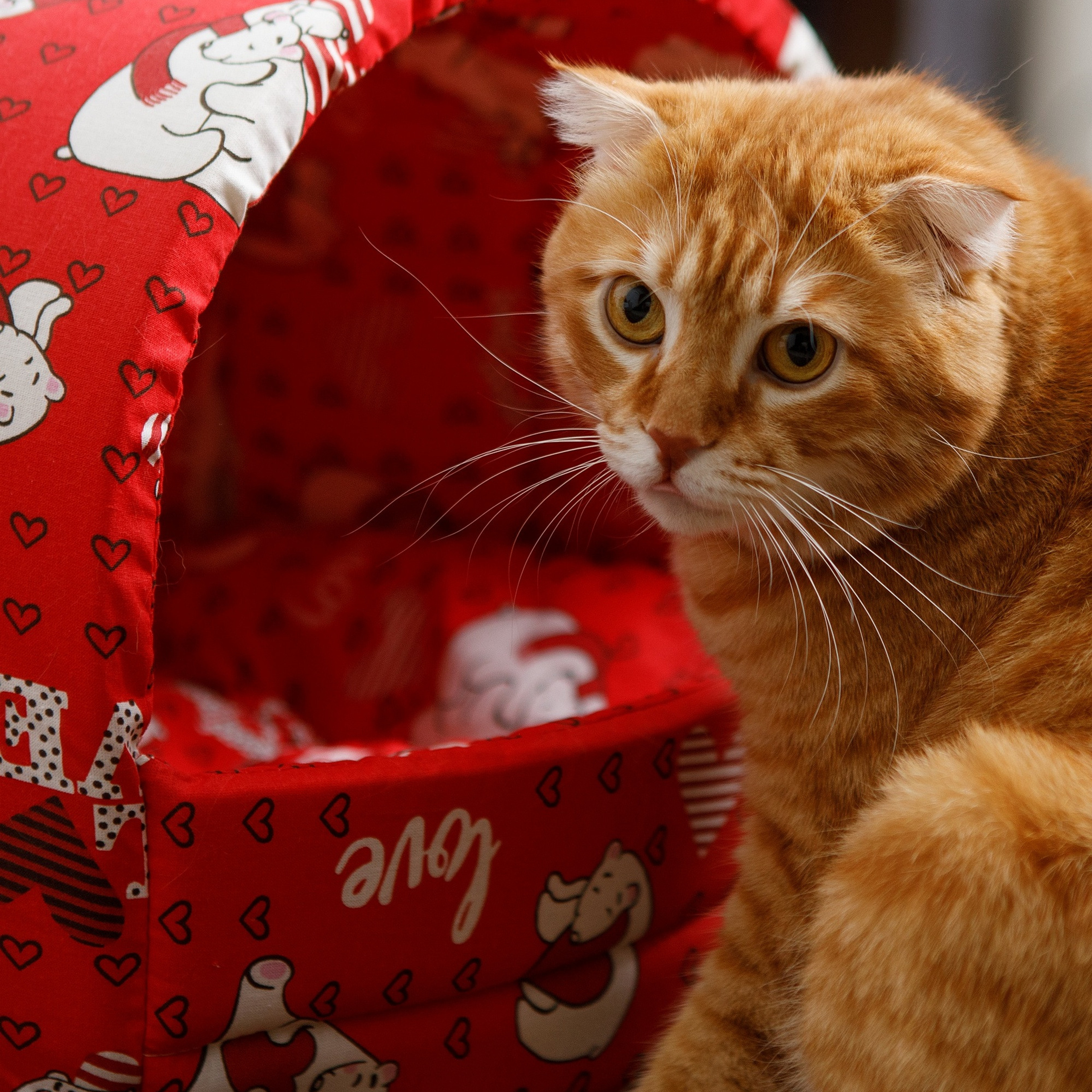 Товары для животных