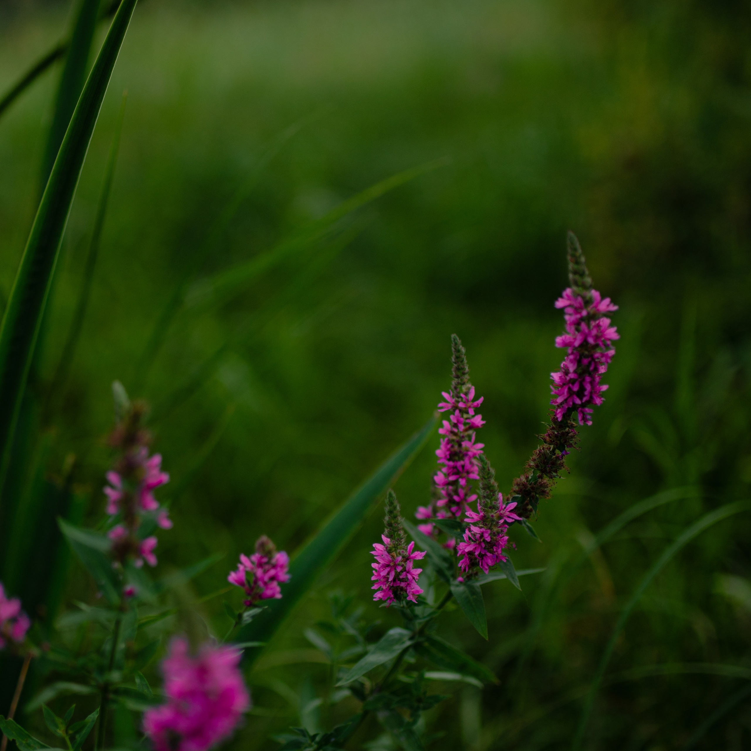 Индивидуальная. Профессиональный фотограф и видеограф в Сортавала Ася Легконогова