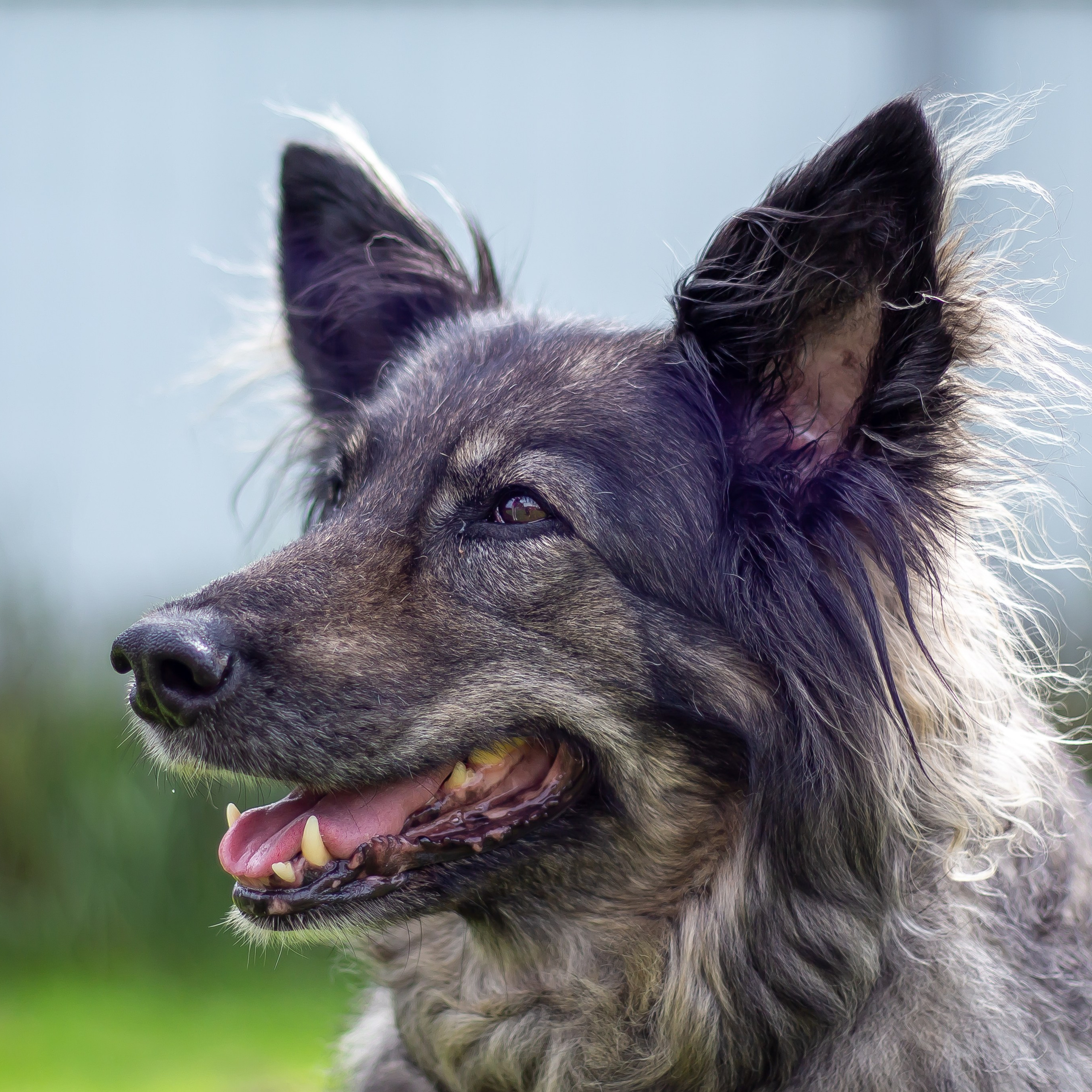 Собачья жизнь — Зоогостиница «Счастливые мечтатели»