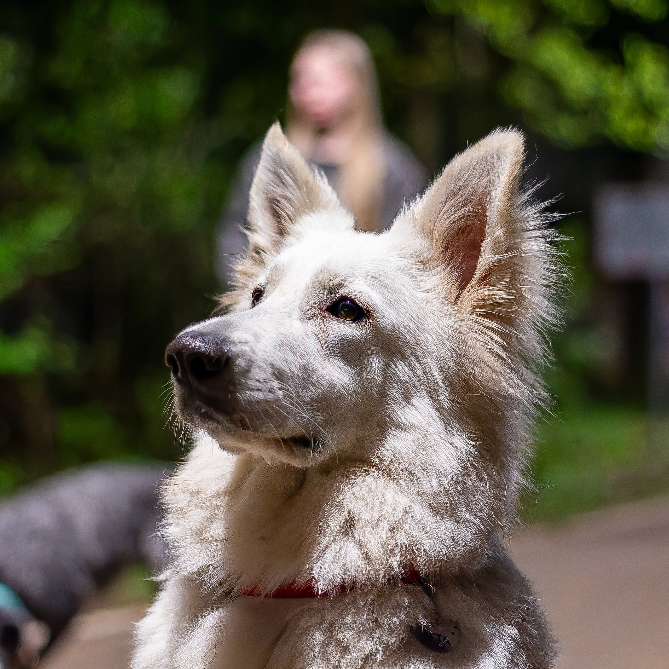 Я в душе волк!
