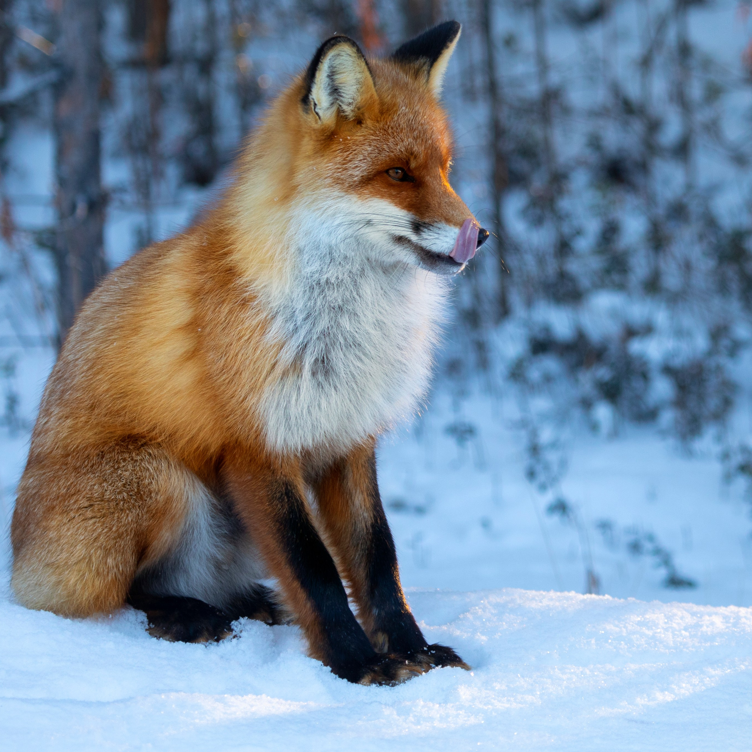 Фотограф Татьяна Борисова