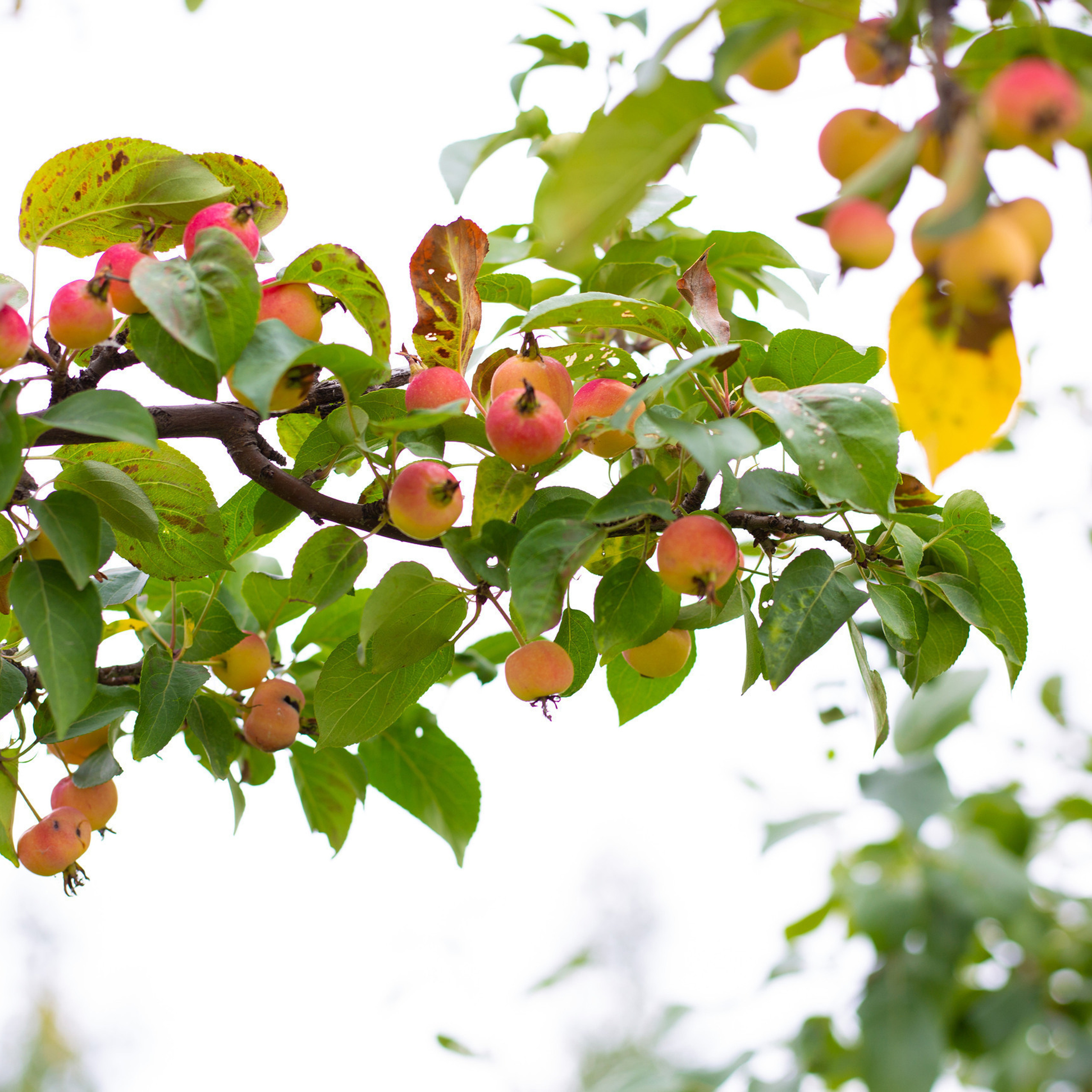 Отзывы о фотостудии олеся. Фотостудия «Олеся». Фотостудия в г. Верхняя Пышма