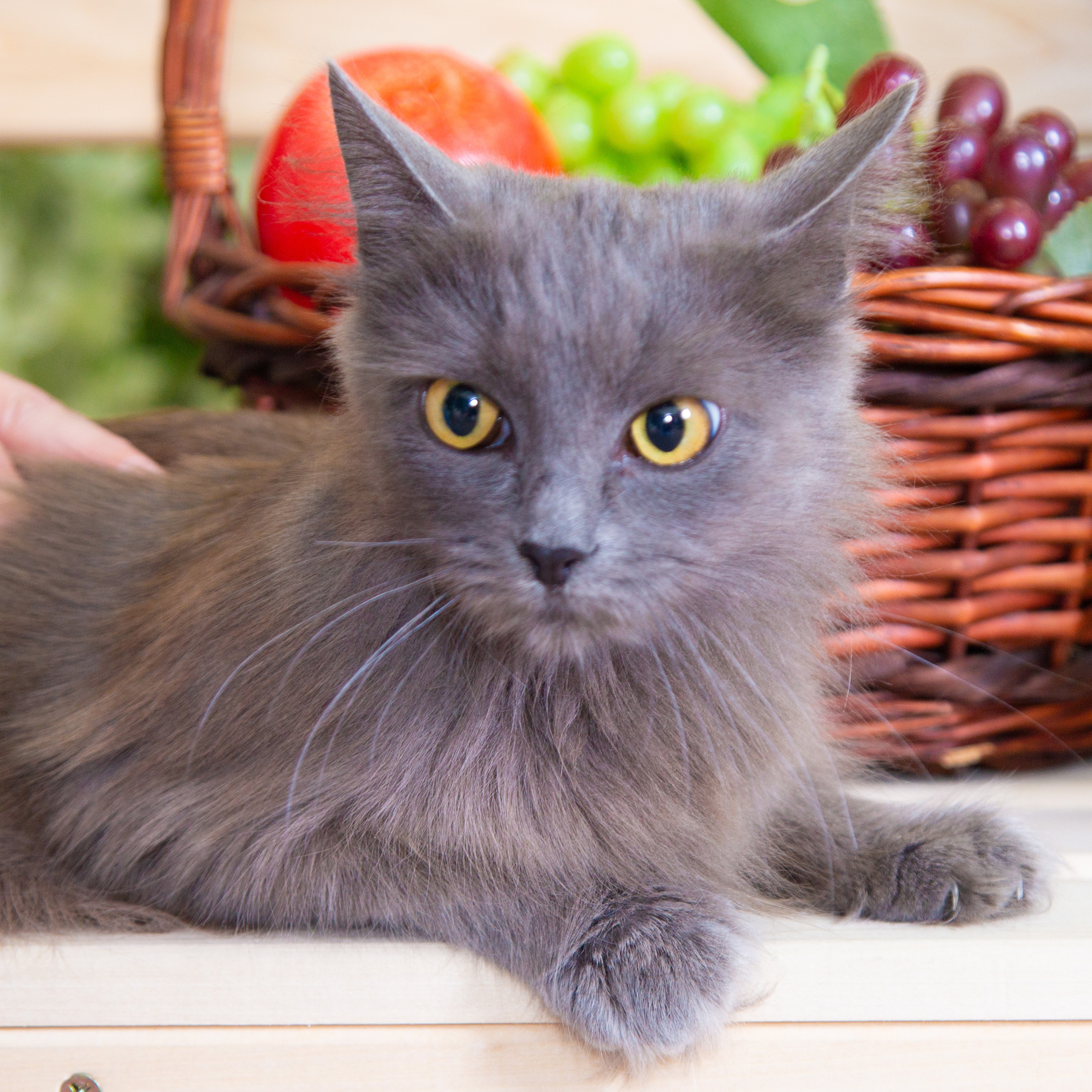 Отзывы о фотостудии олеся. Фотостудия «Олеся». Фотостудия в г. Верхняя Пышма