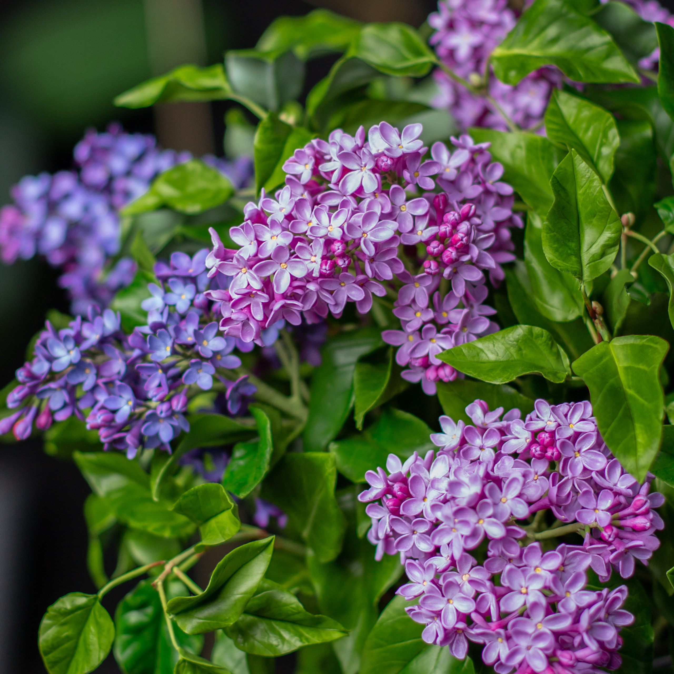 Цветы ручной работы