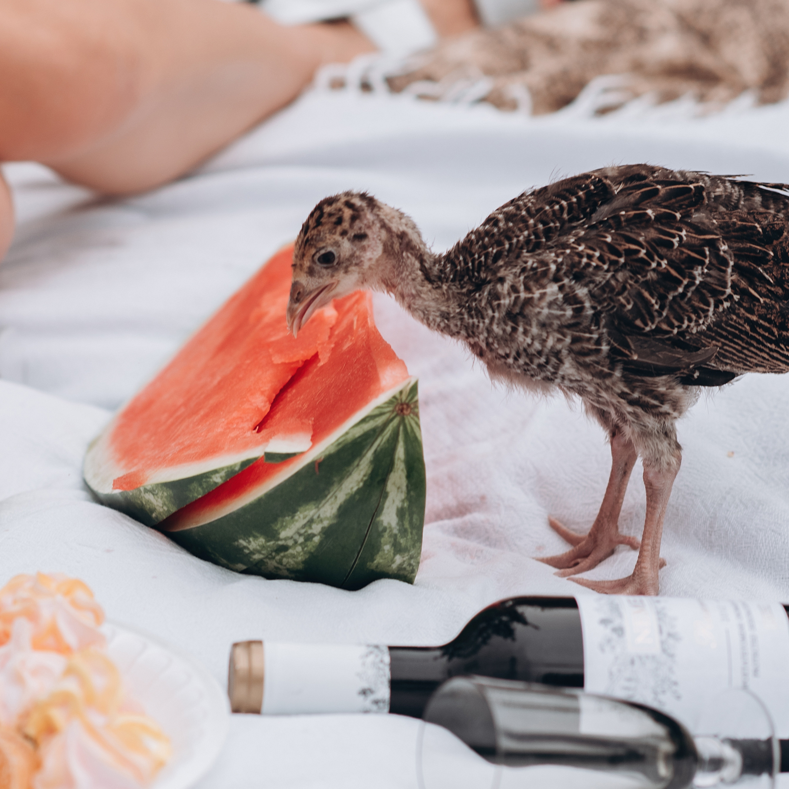 Пикник на заднем дворе