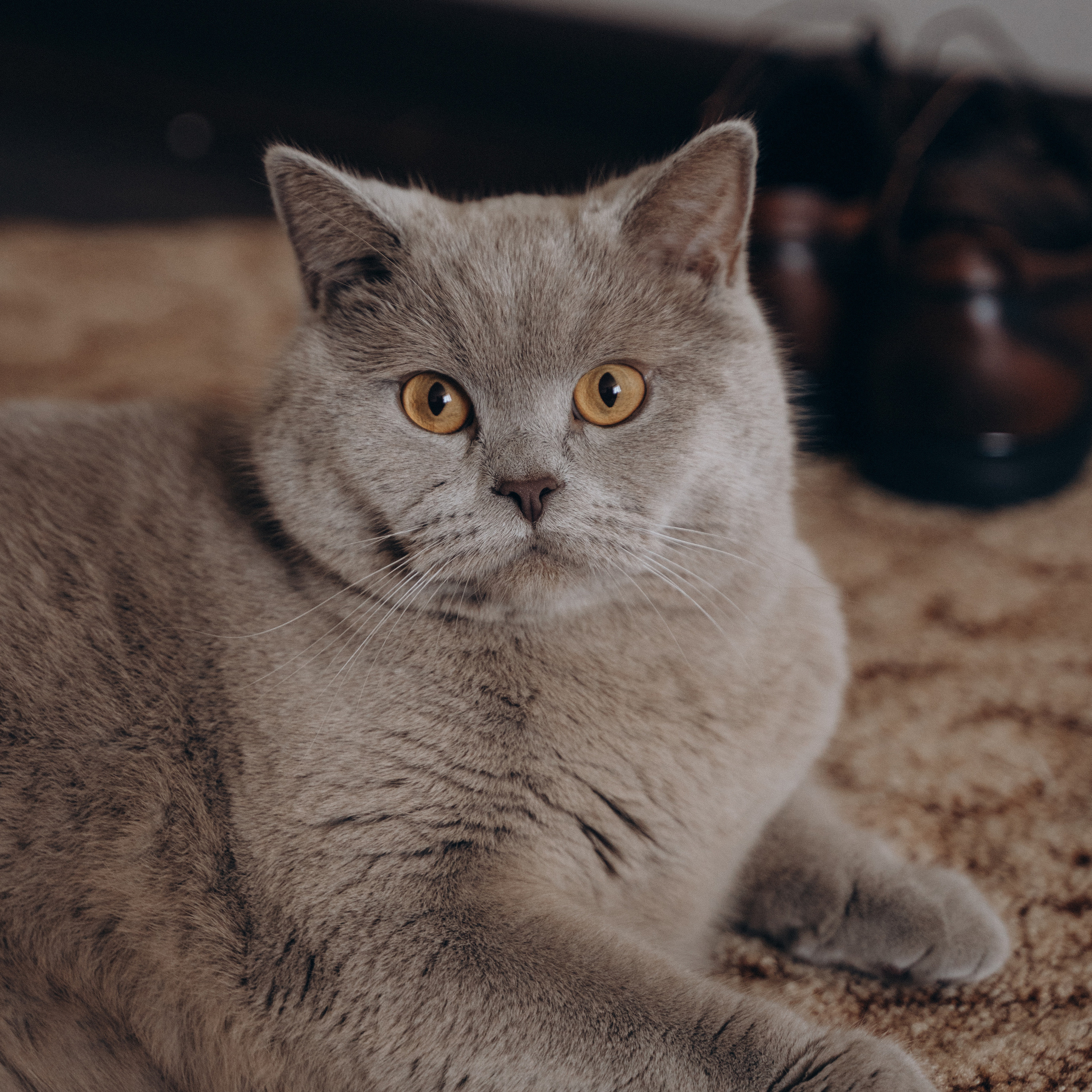 Отзывы. Свадебный и семейный фотограф Екатерина Коробова г. Моздок