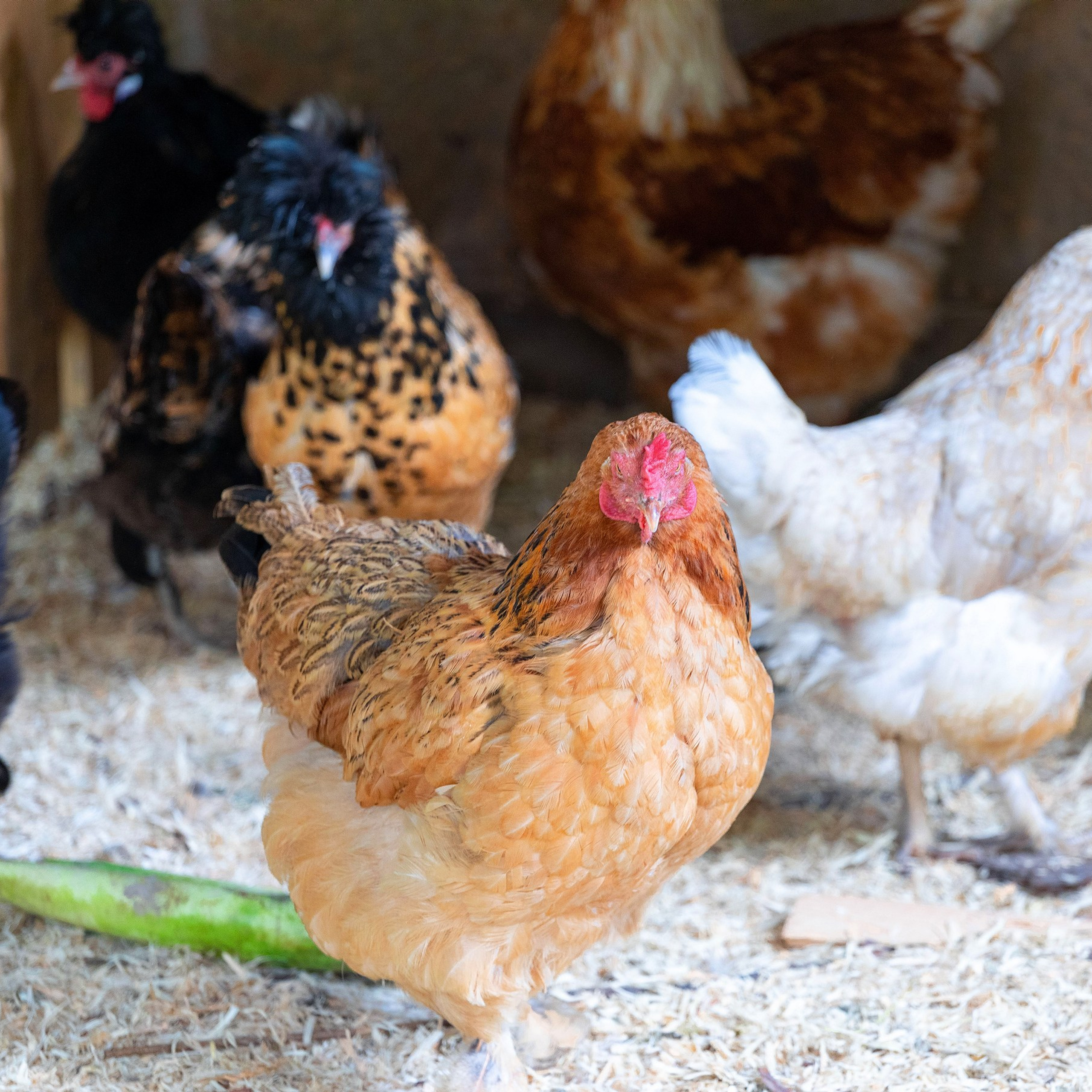Усадьба в Лосево. Интерьерный фотограф в Санкт-Петербурге, Ленинградской области и в Москве Николай Щербаков