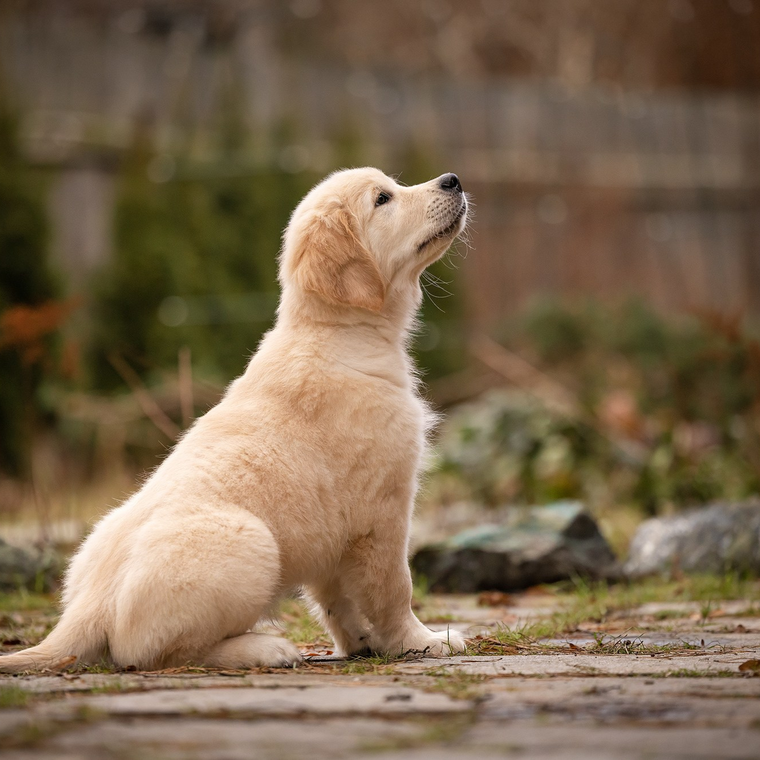 Отзывы. Фотограф-анималист Natalia Deingel | Фотосъемка собак в Москве