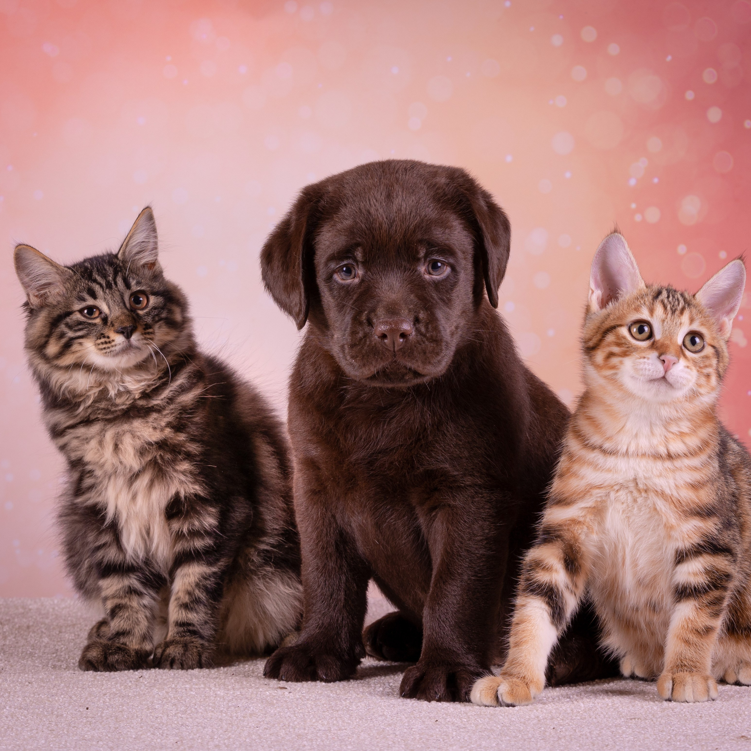 Отзывы. Фотограф-анималист Natalia Deingel | Фотосъемка собак в Москве