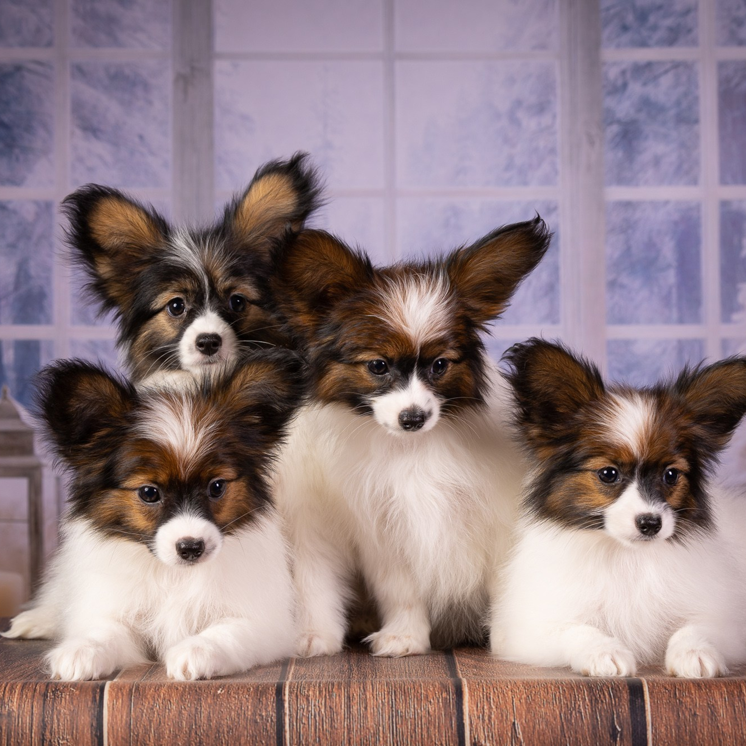 Отзывы. Фотограф-анималист Natalia Deingel | Фотосъемка собак в Москве