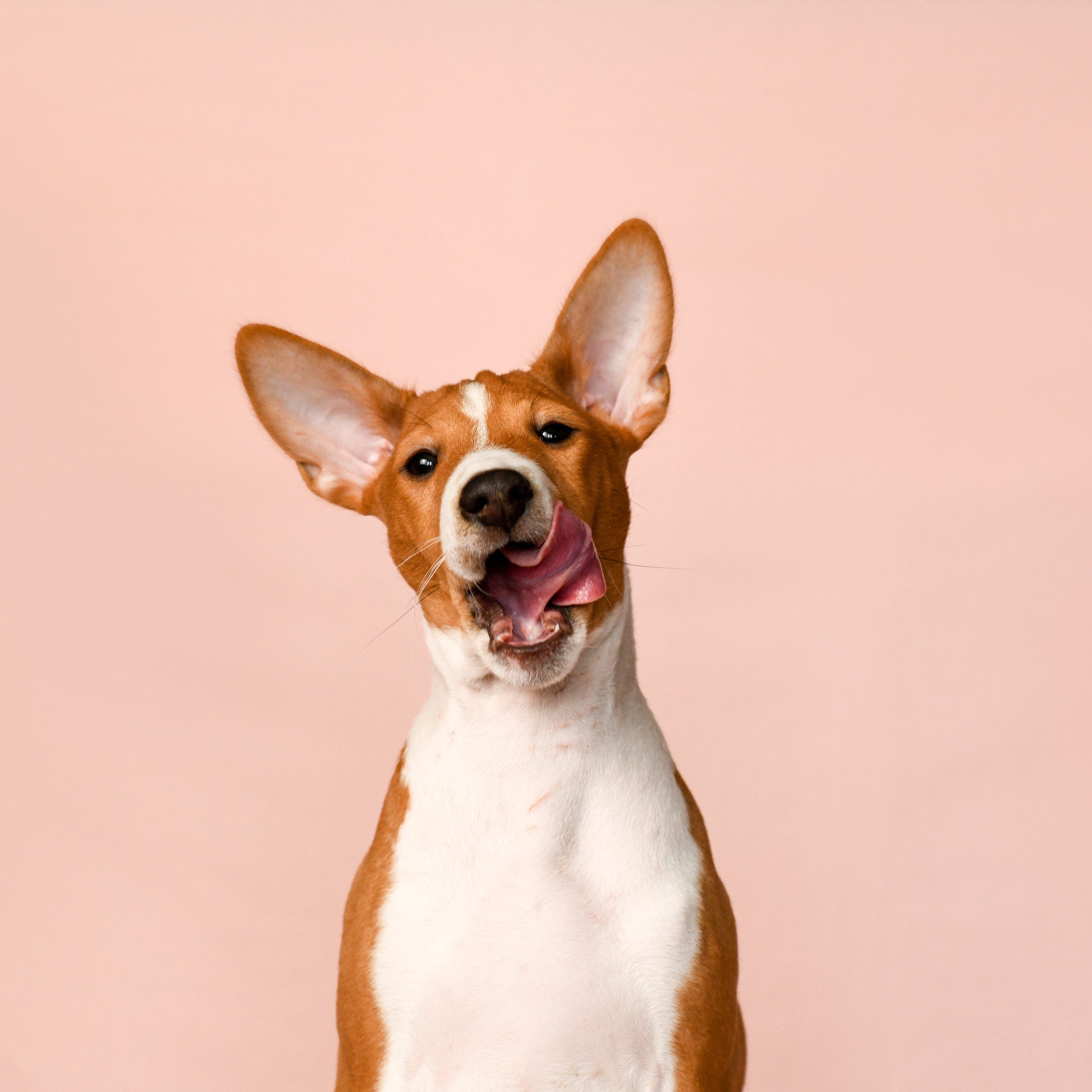 Щенки со студийным светом