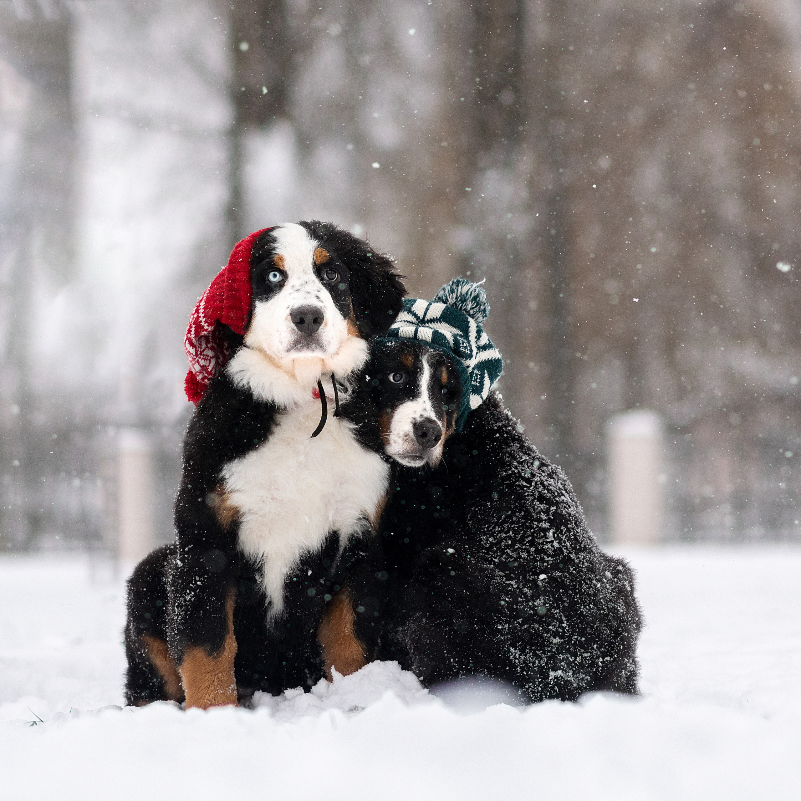 Фото щенков