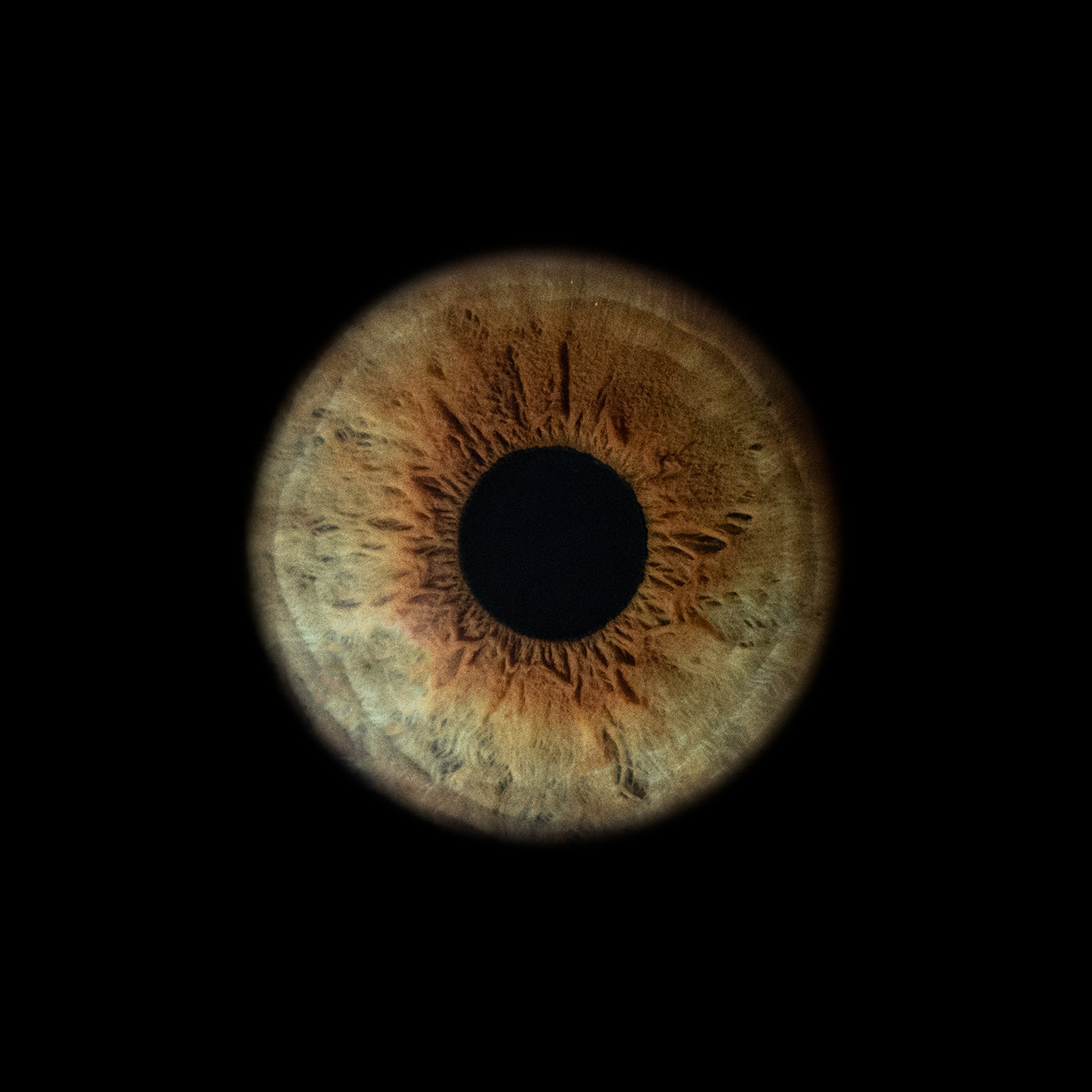 Портфолио — Галерея макрофотографий радужек глаза от Ojo Art, Севастополь. Фотостудия макросъёмки радужки глаз в Севастополе «Ojo art»