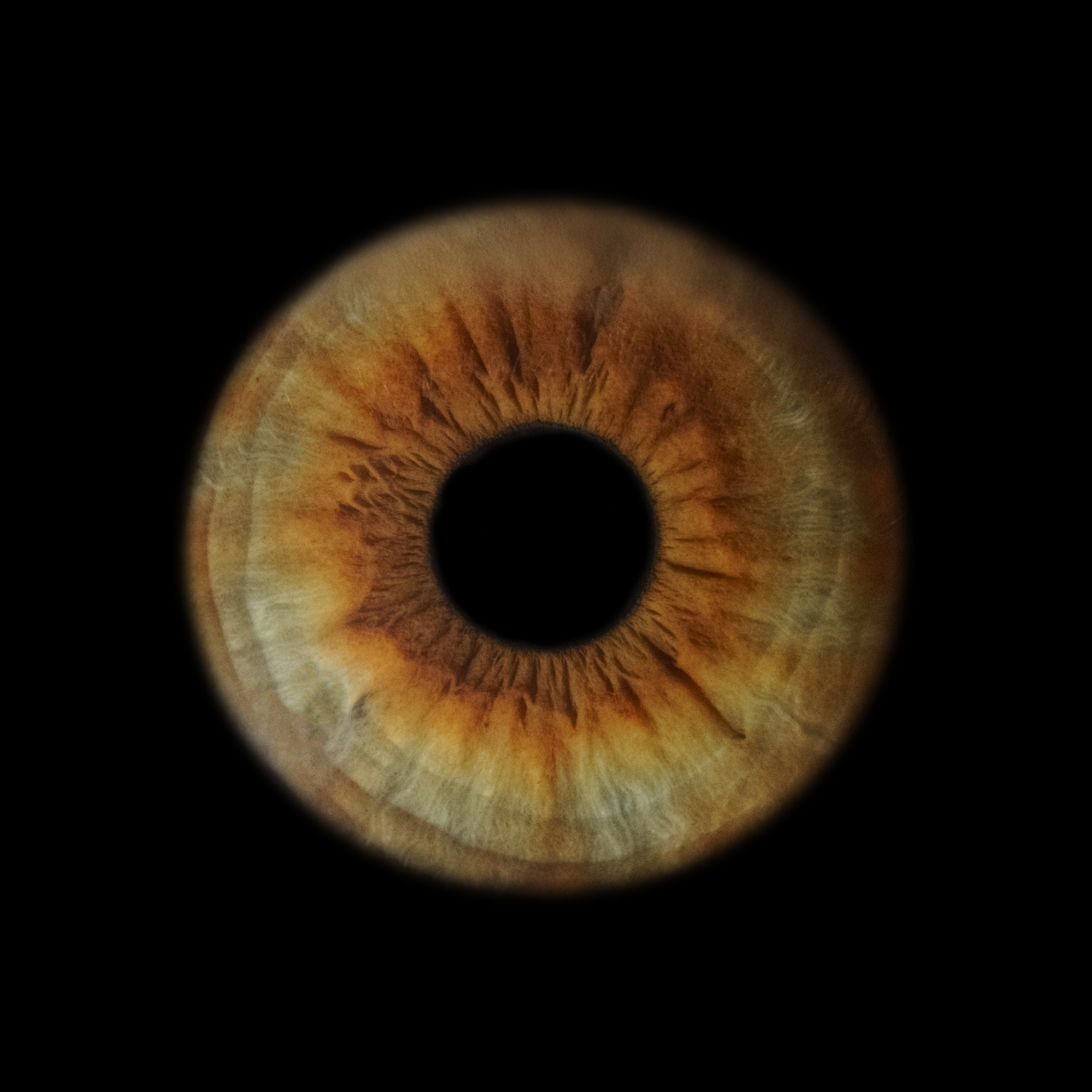 Портфолио — Галерея макрофотографий радужек глаза от Ojo Art, Севастополь. Фотостудия макросъёмки радужки глаз в Севастополе «Ojo art»