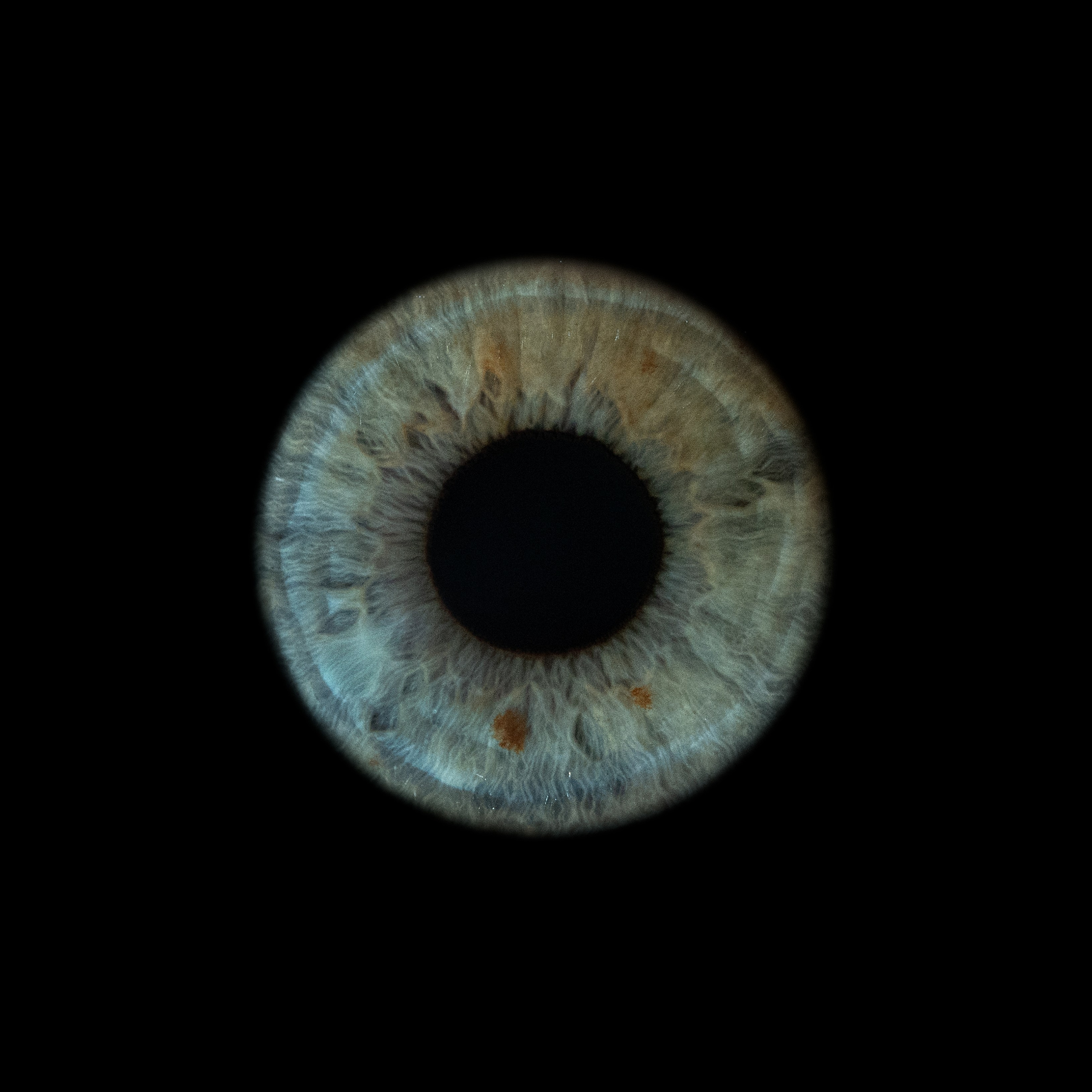 Портфолио — Галерея макрофотографий радужек глаза от Ojo Art, Севастополь. Фотостудия макросъёмки радужки глаз в Севастополе «Ojo art»