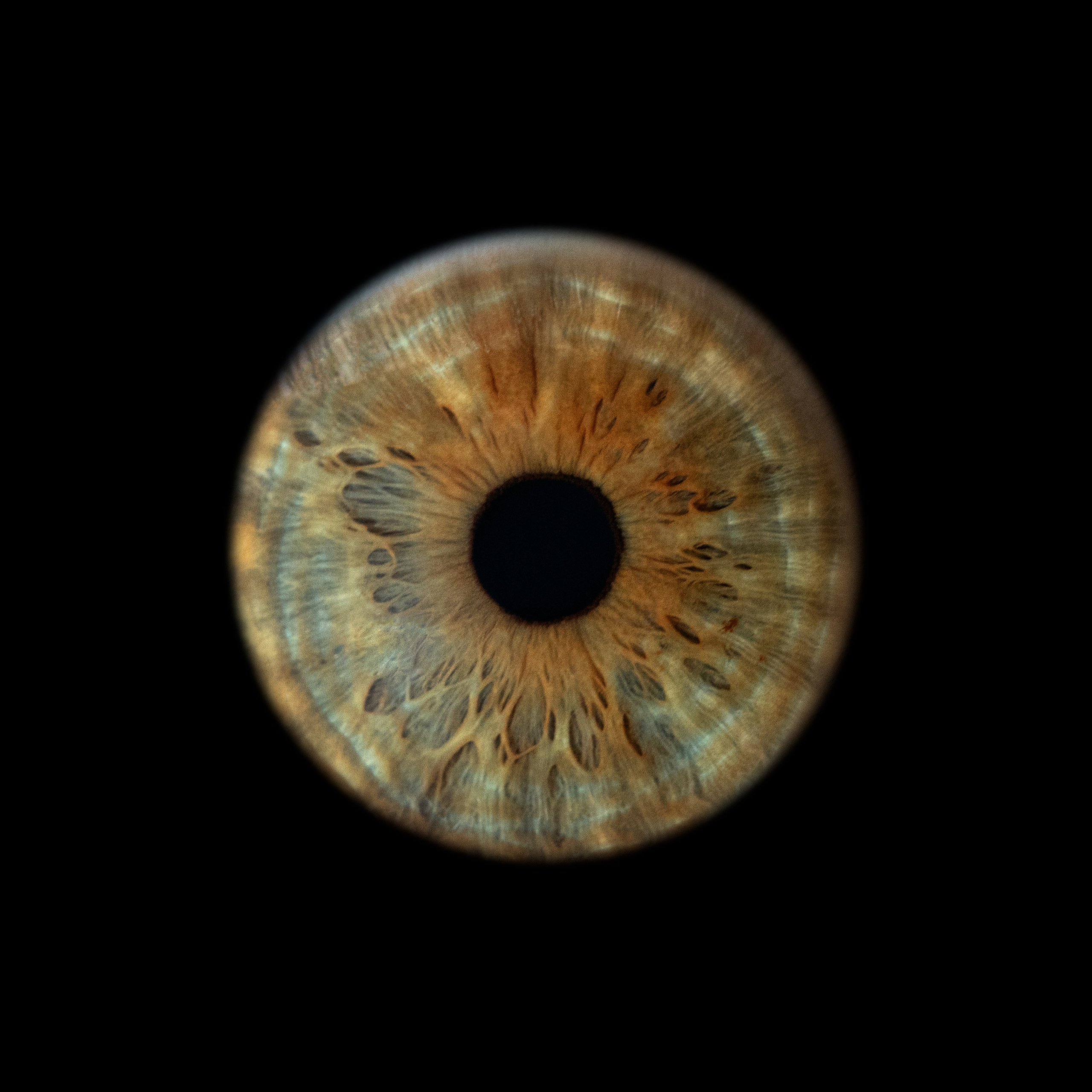 Портфолио — Галерея макрофотографий радужек глаза от Ojo Art, Севастополь. Фотостудия макросъёмки радужки глаз в Севастополе «Ojo art»